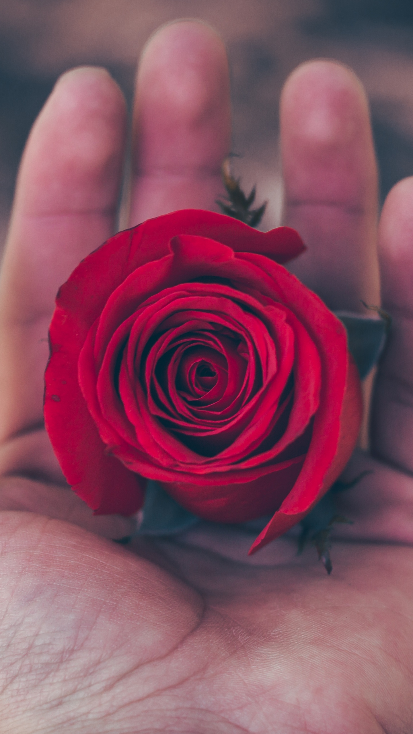 rosa, pantalla, flore