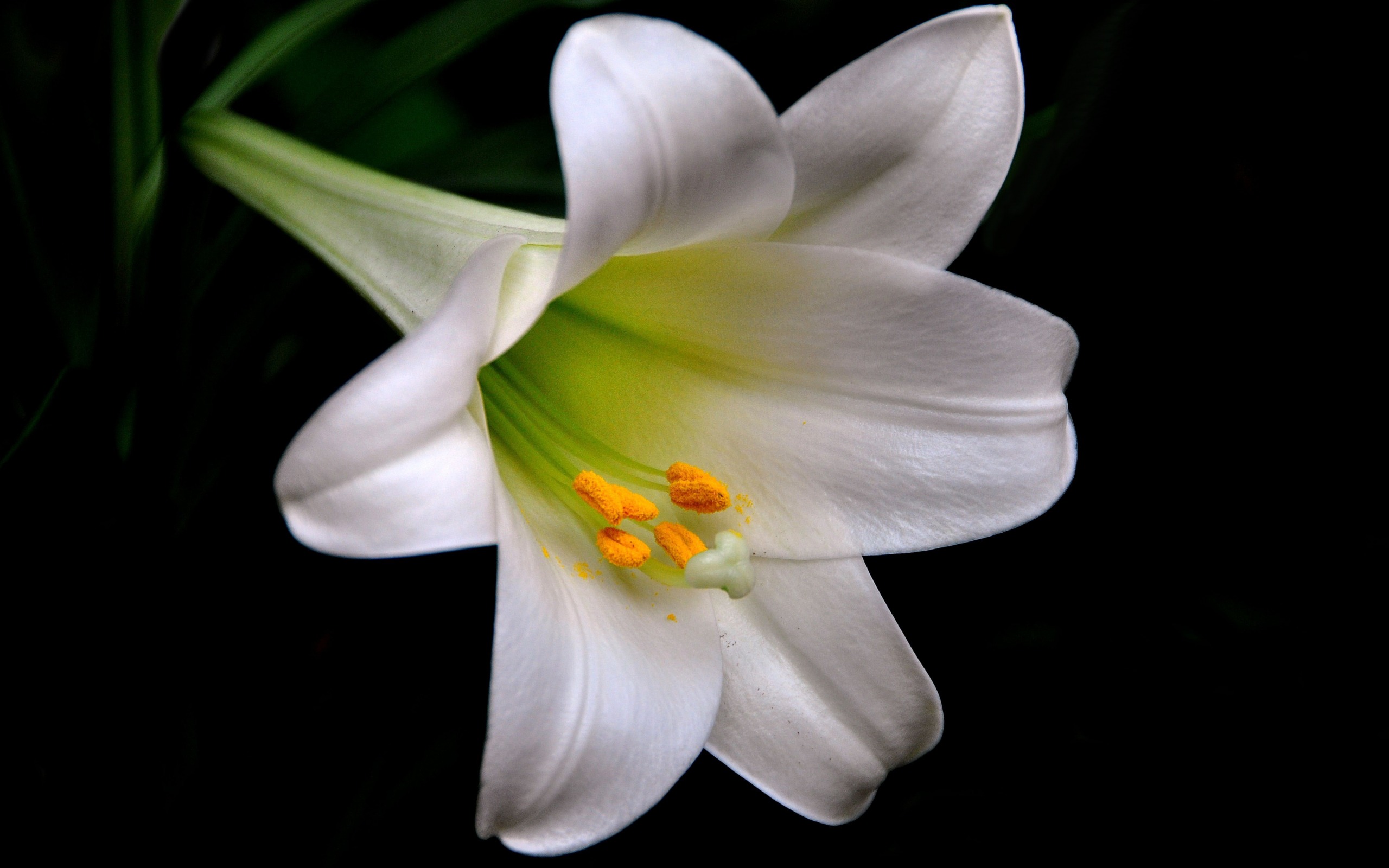 lily