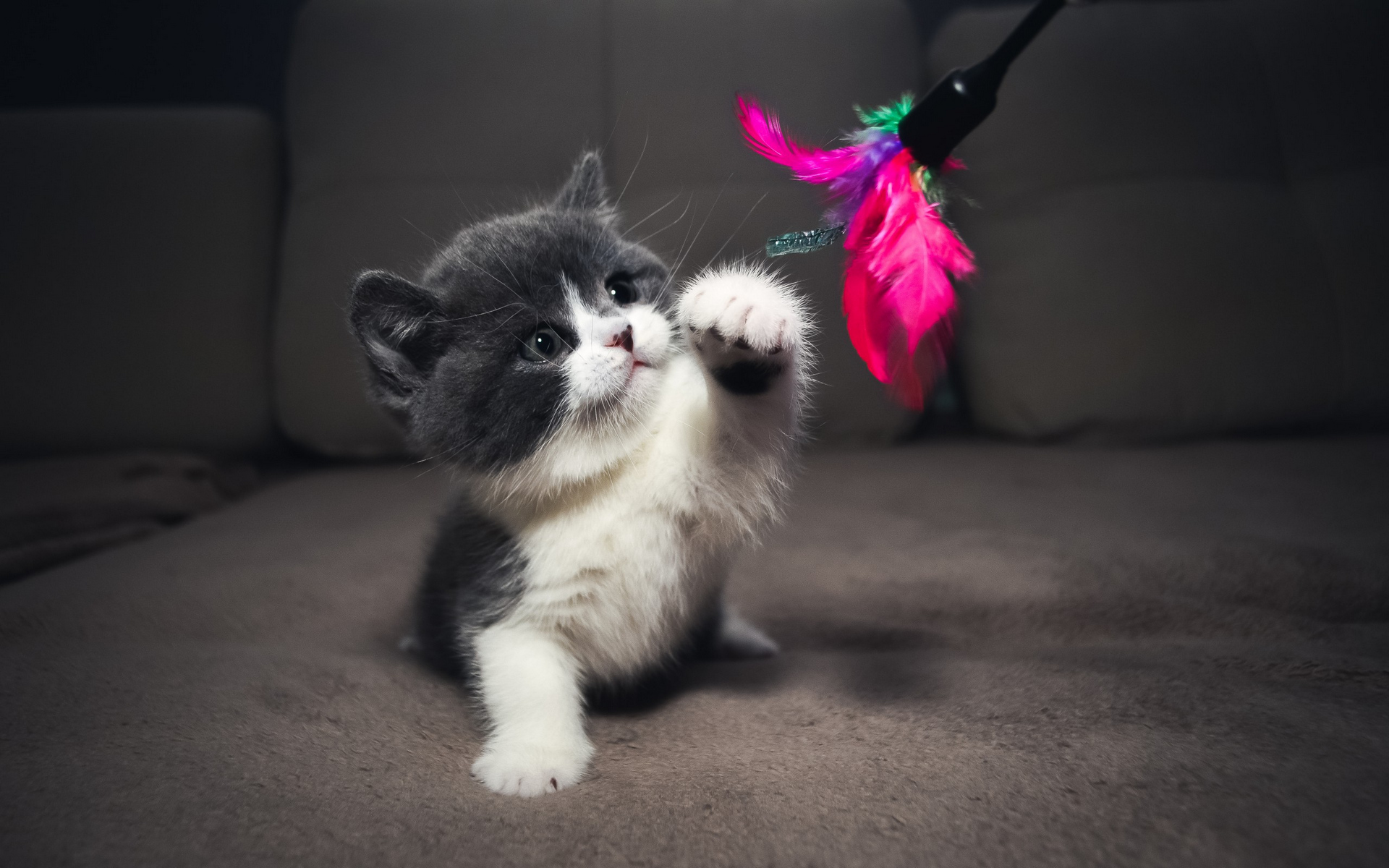 серый, котенок