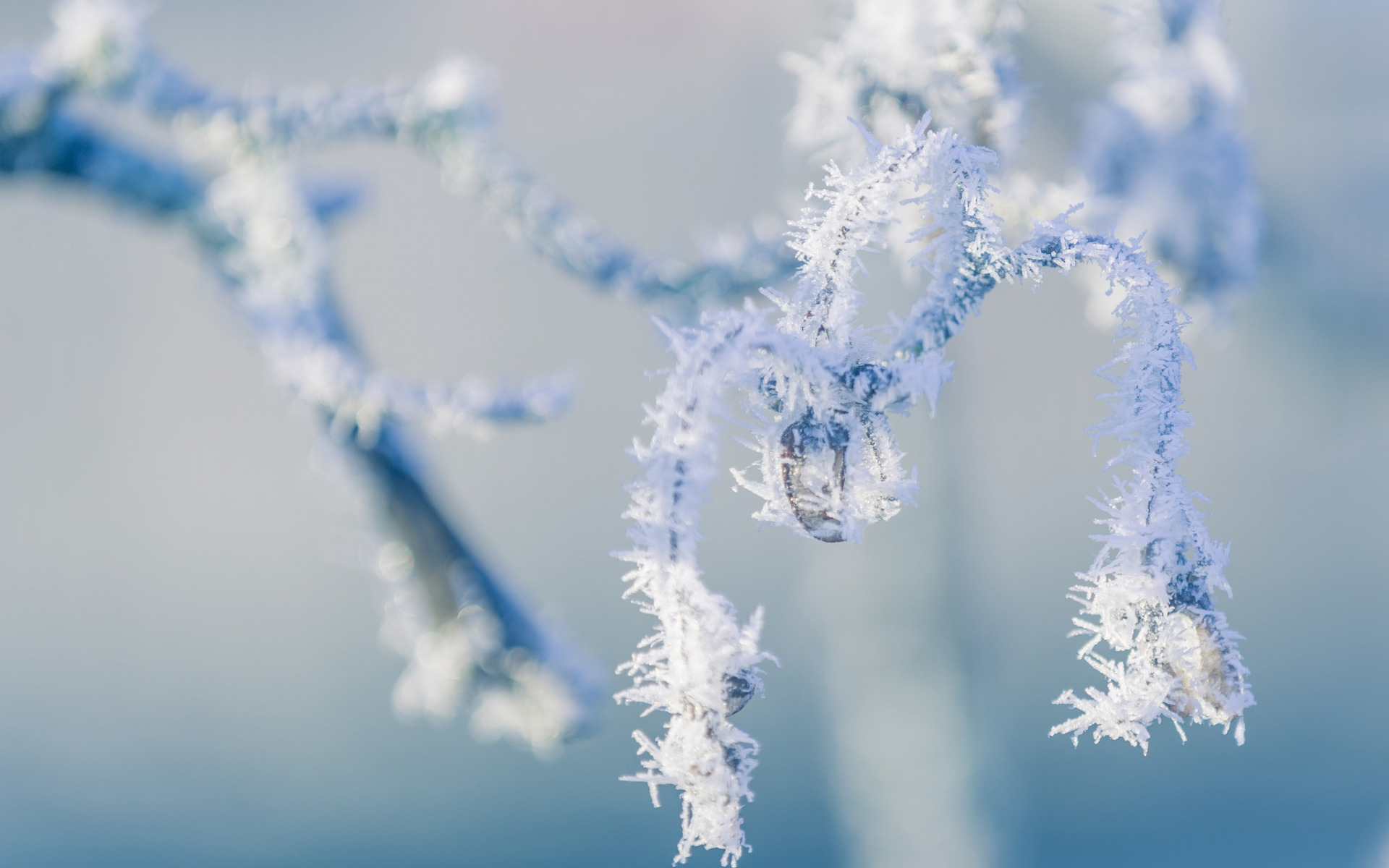премиум, премиальные, премиальные