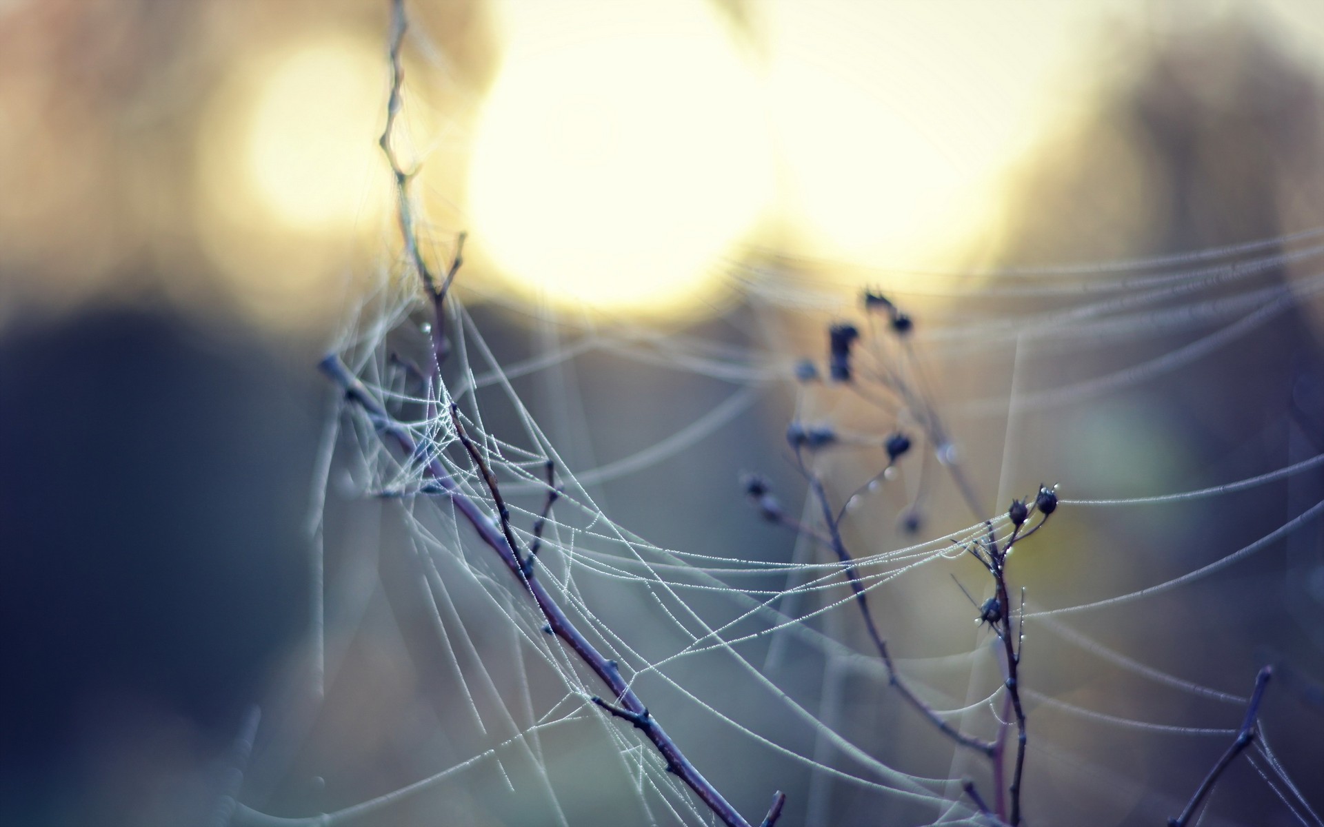 web