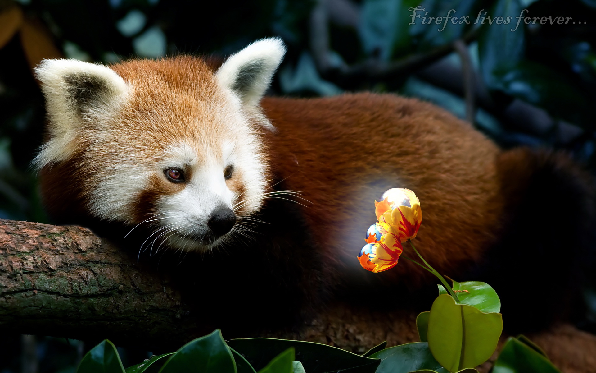 firefox, panda