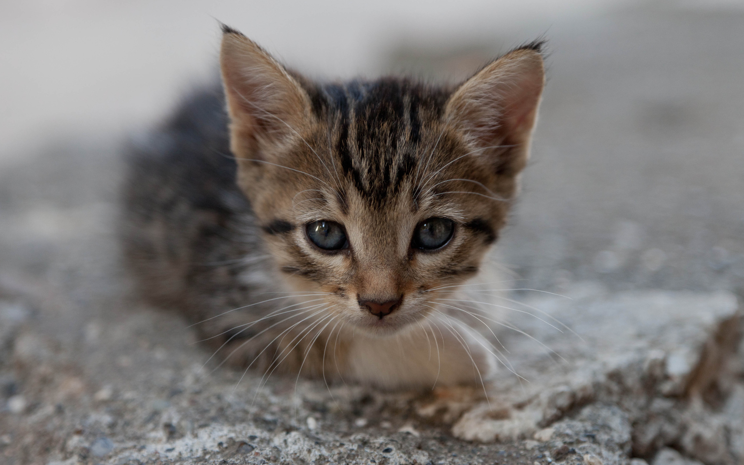 котенок, мордочка, кот