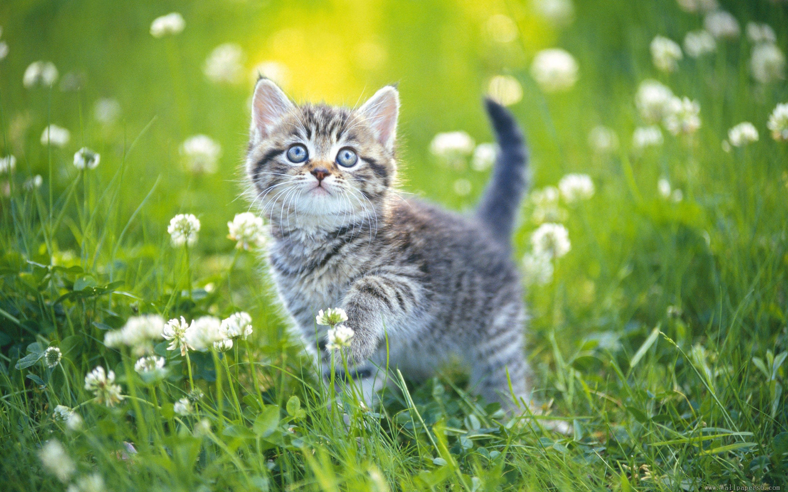 котенок, предварительный просмотр, выки