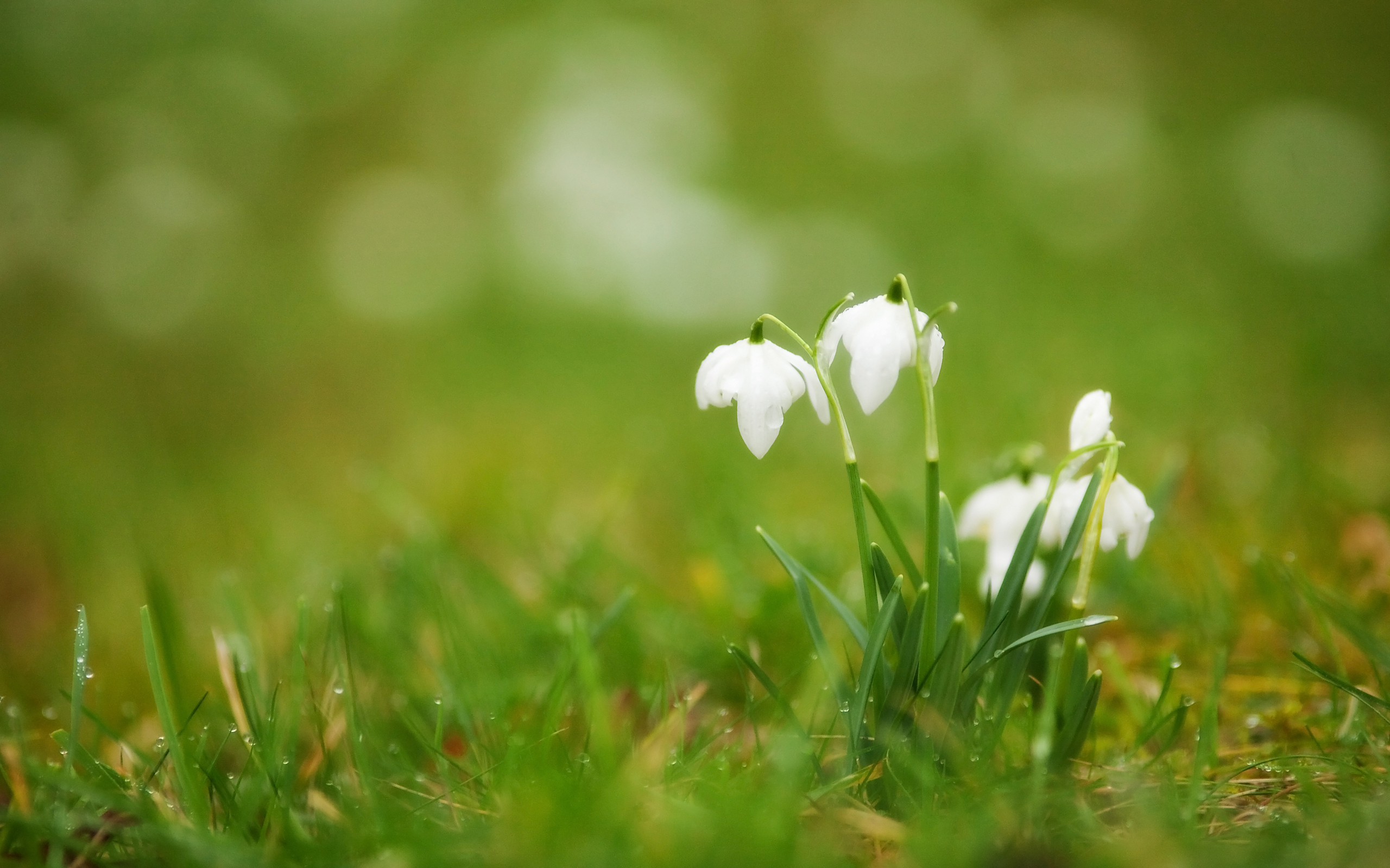 природа цветы белые подснежники трава без смс