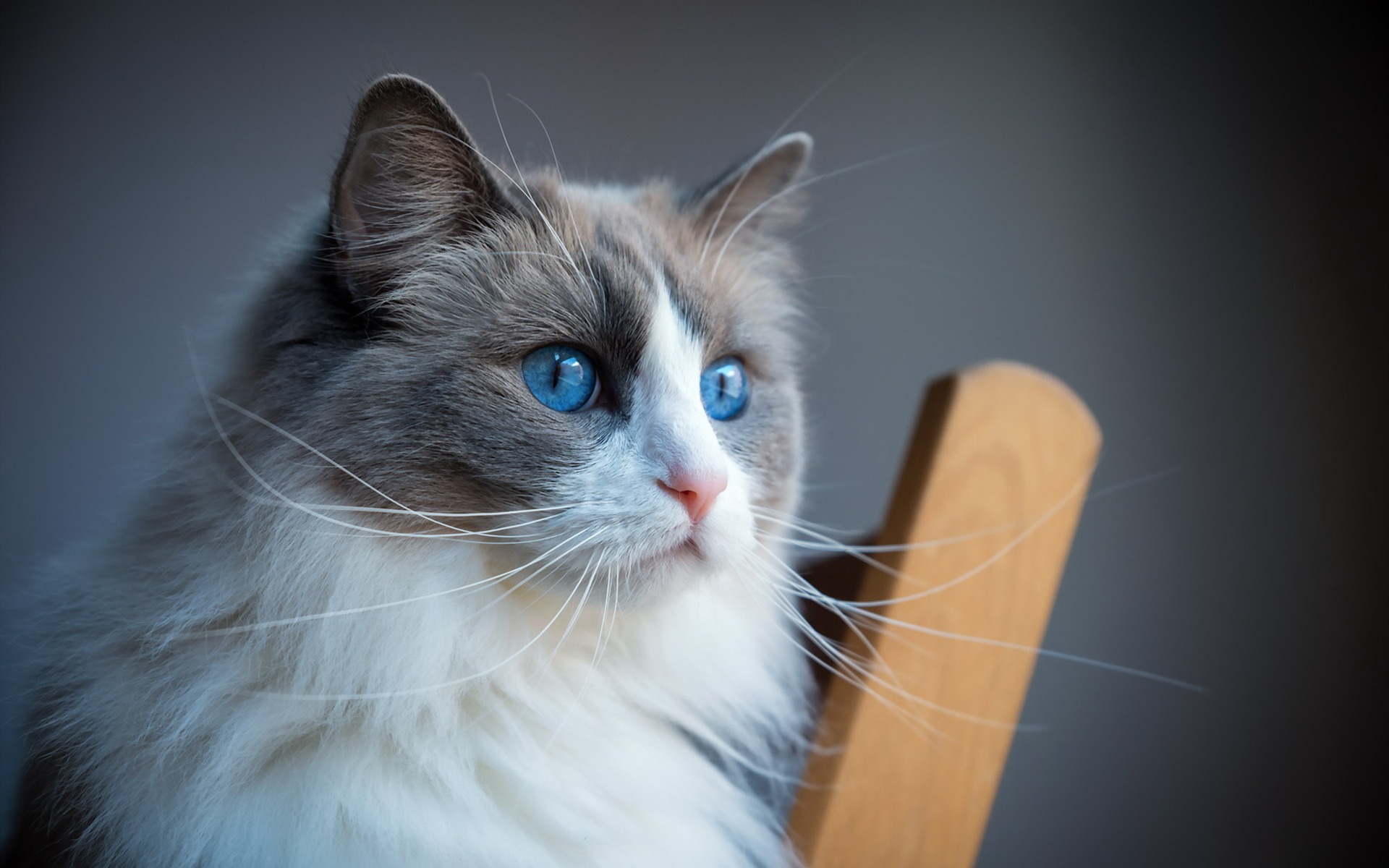 ragdoll, kot, pulpit