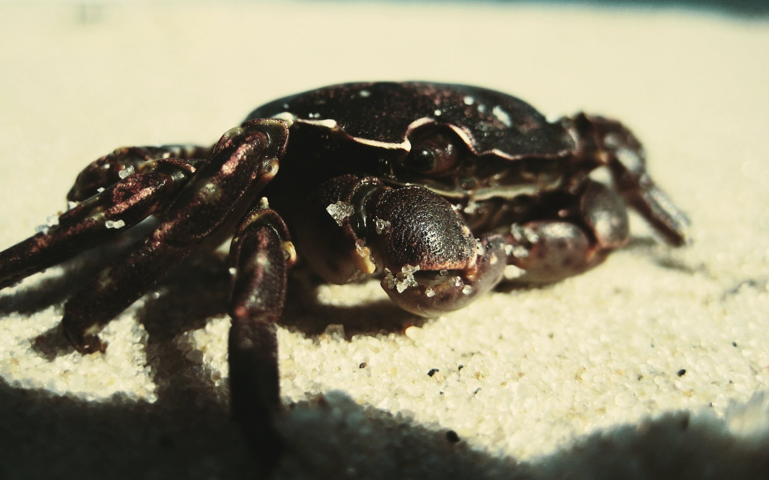 краб, зооклуб, океан