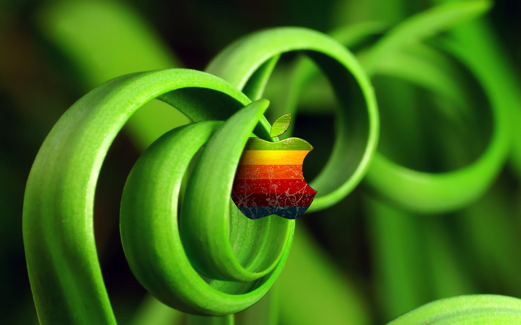 яблоко, свежее