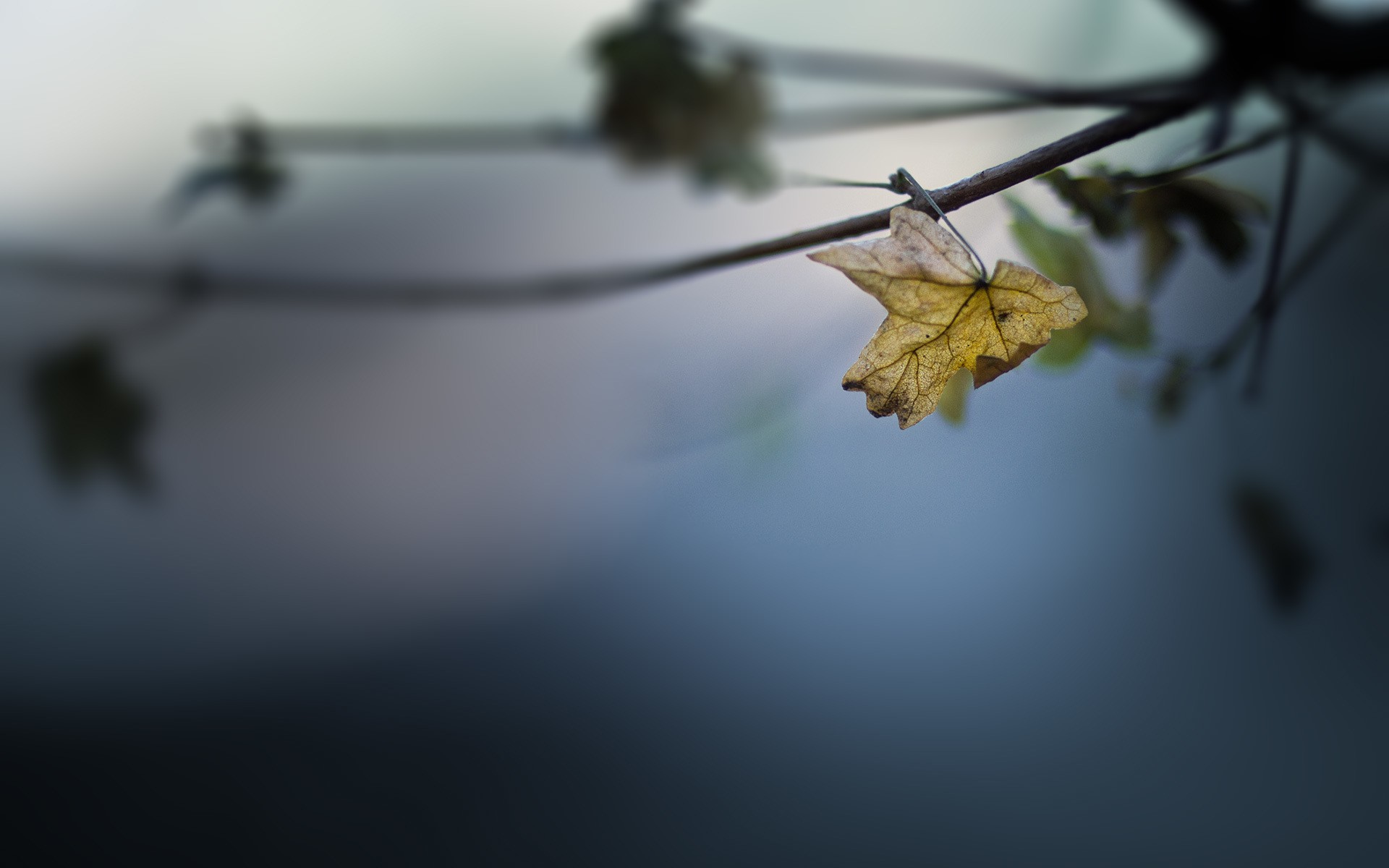 осень, листья, photos