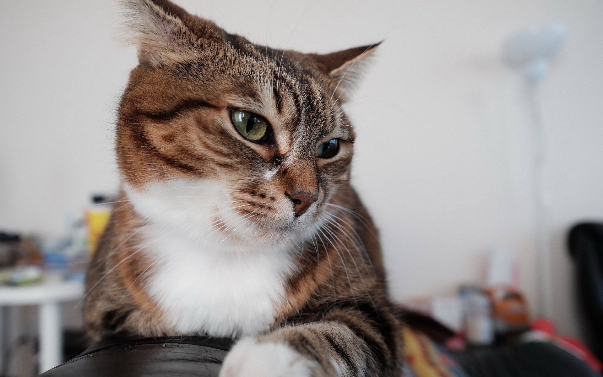 кот