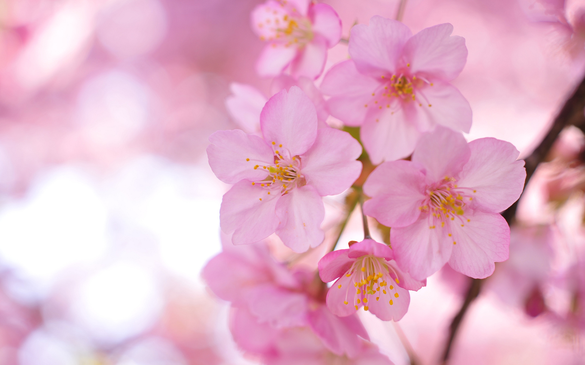 сакура, весна, цветы загрузить