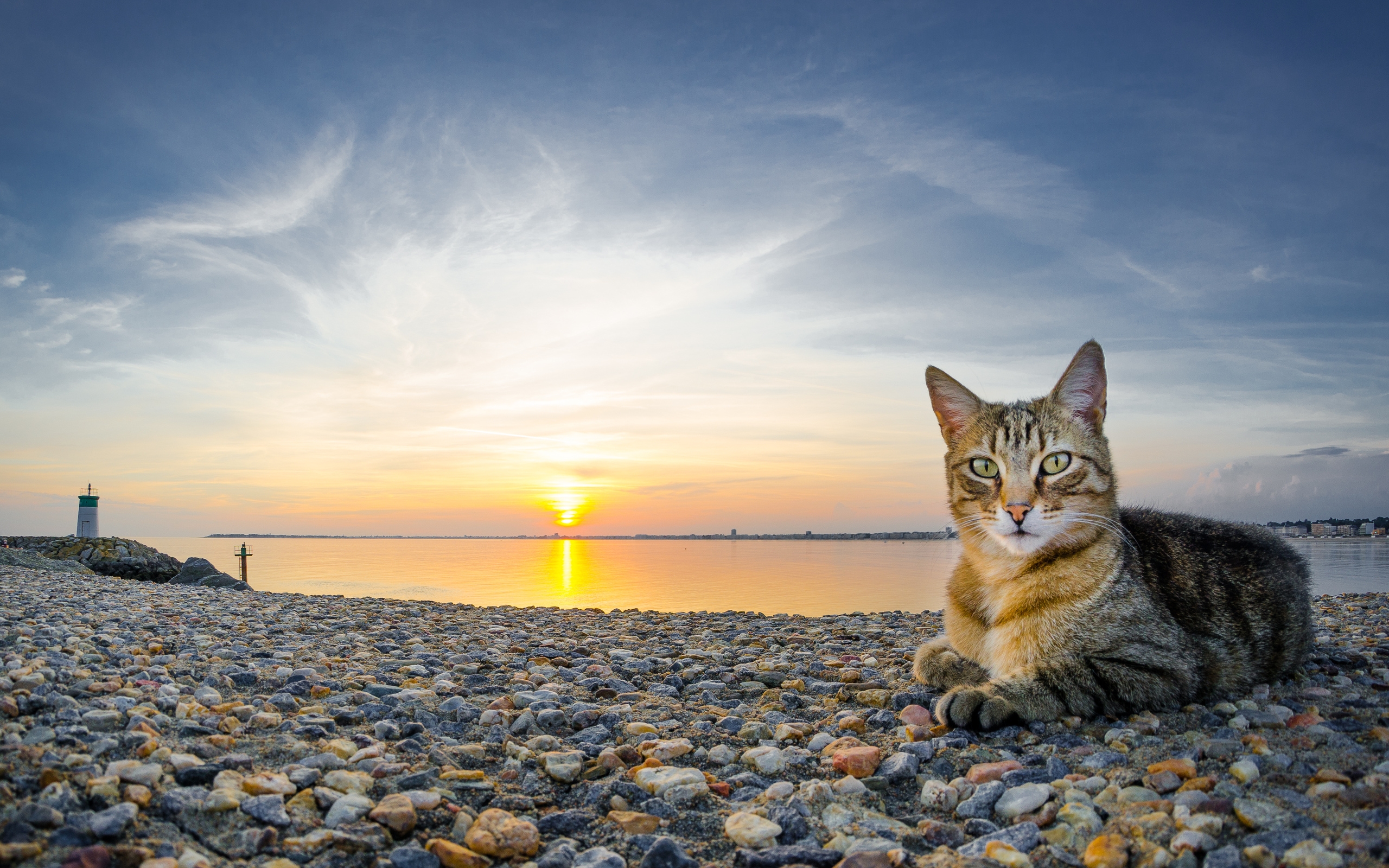 кошки, новости, кот