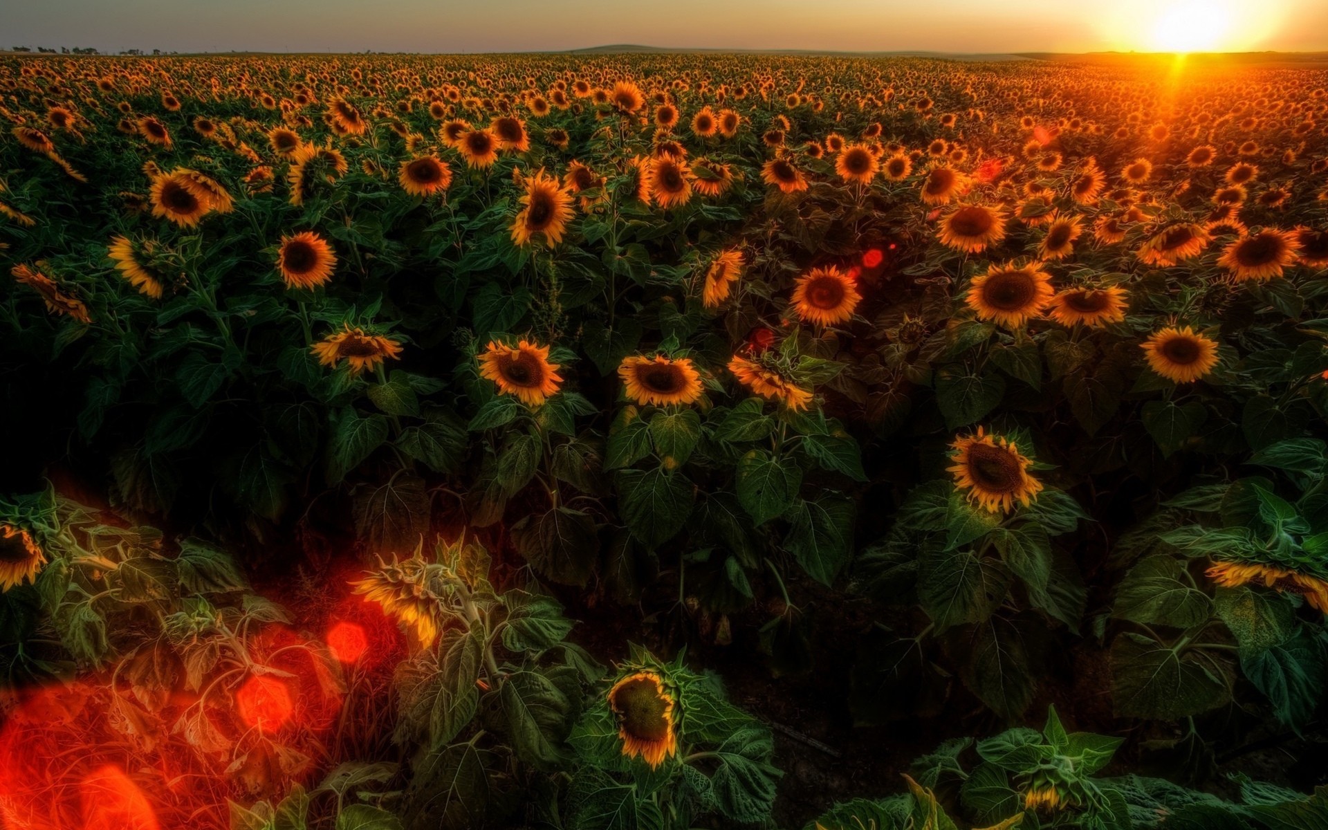 подсолнух, цветы, природа
