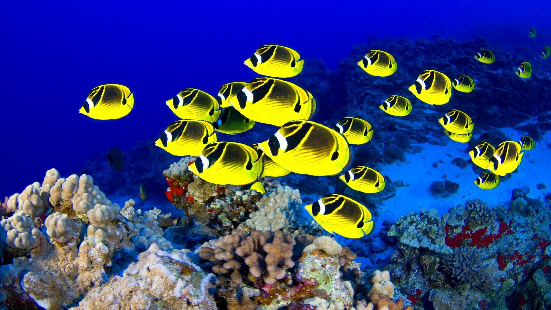 fish, bir, море