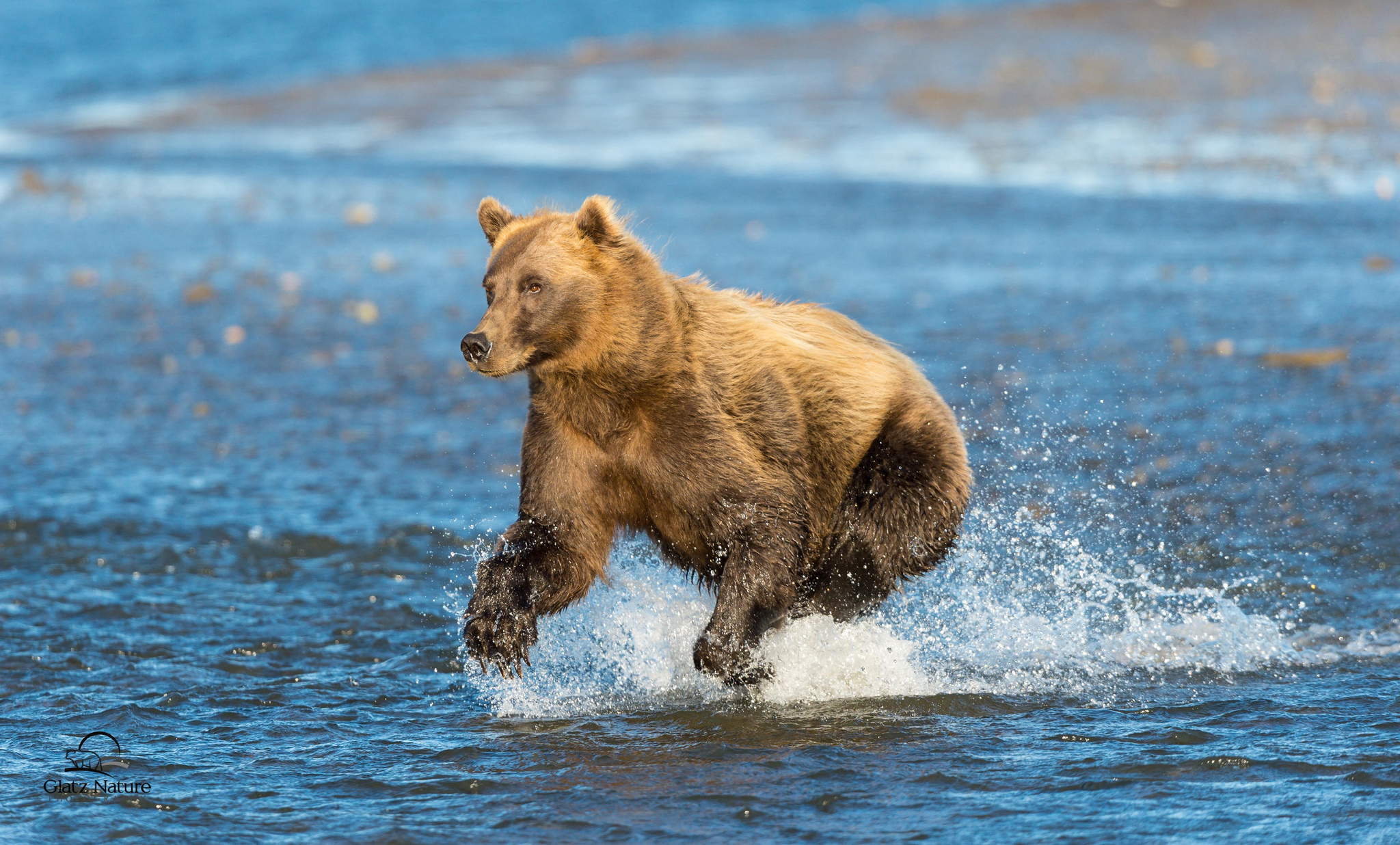Какая скорость бега у медведя. Бурый медведь на Аляске. Бурый медведь. Аляска медведи. Медведь Гризли на Аляске.