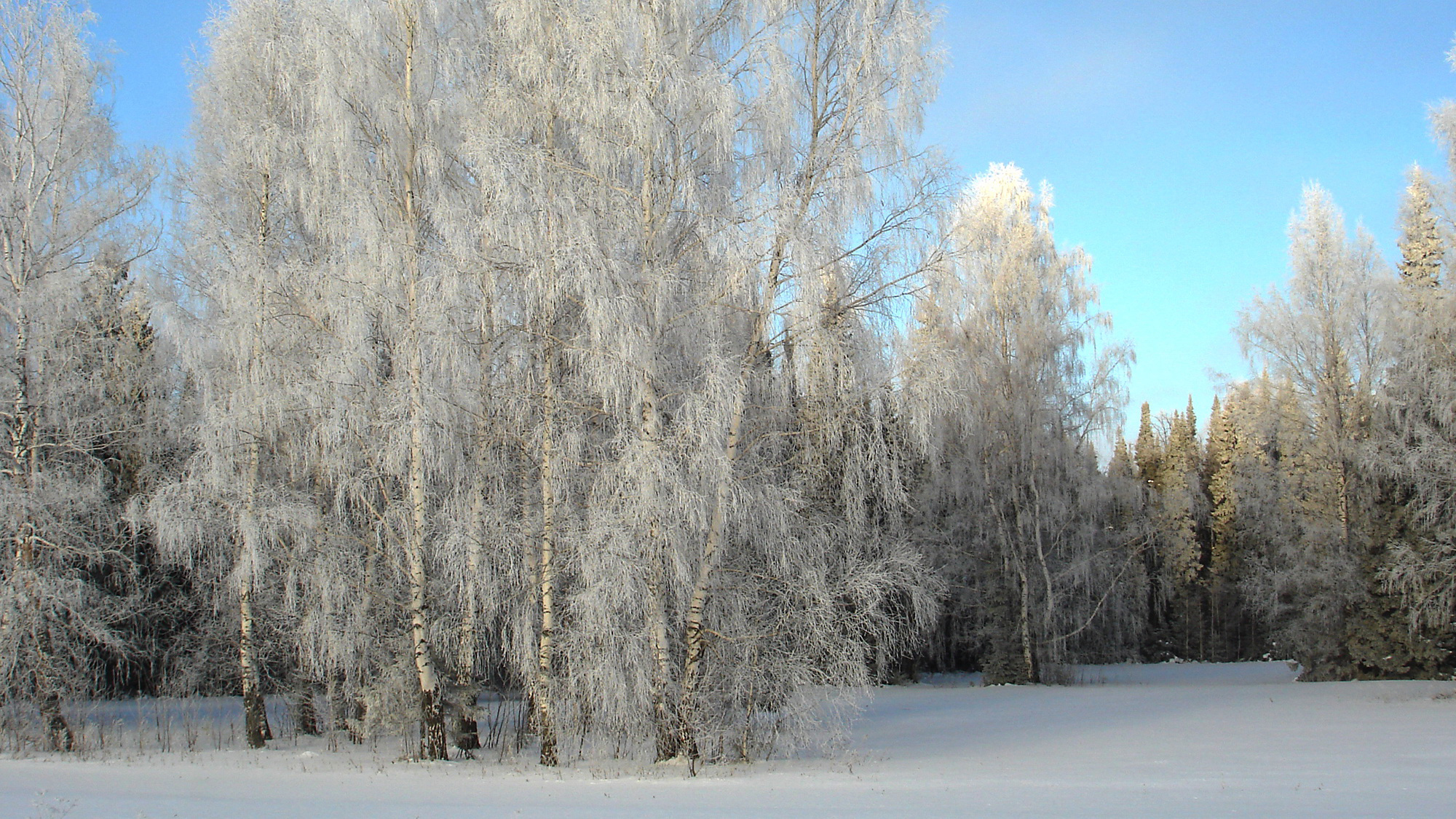 коллекция, береза, природа