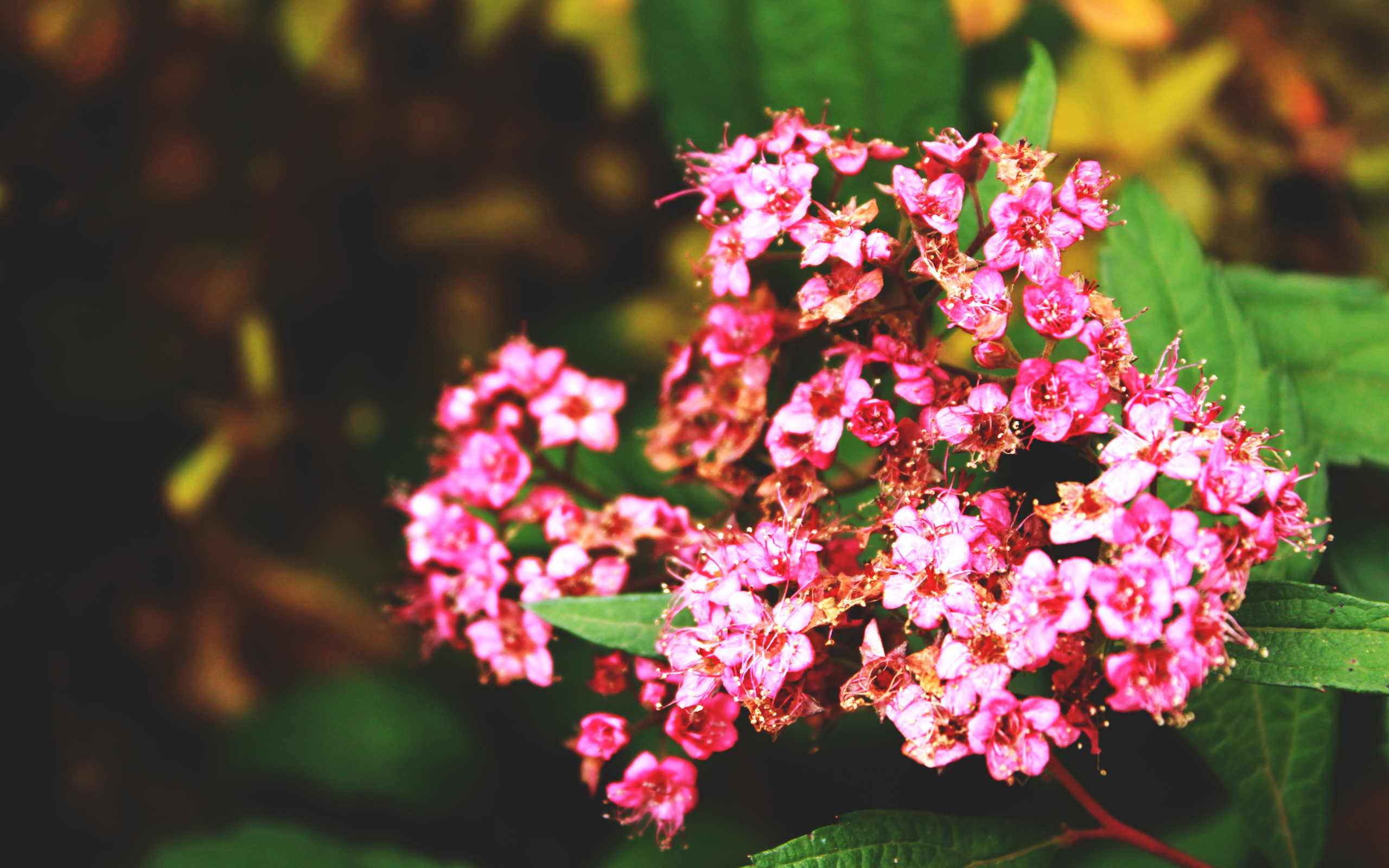 Разрешение 2560x1600