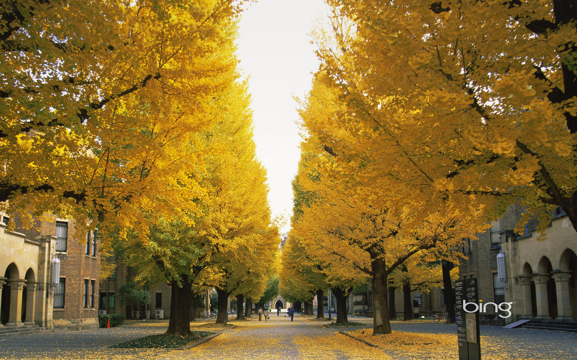 Листья на городских улицах скачать