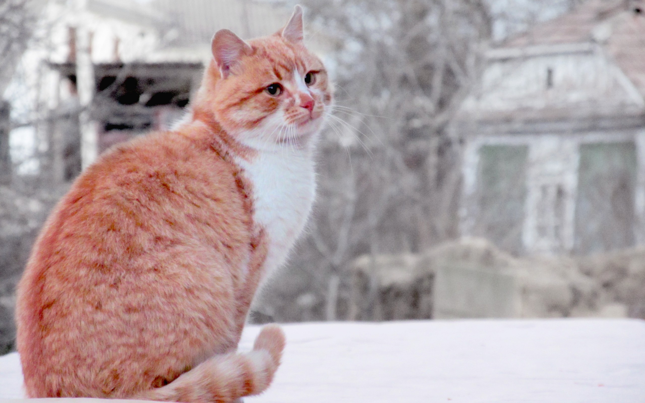 рыжий кот снег взгляд без смс