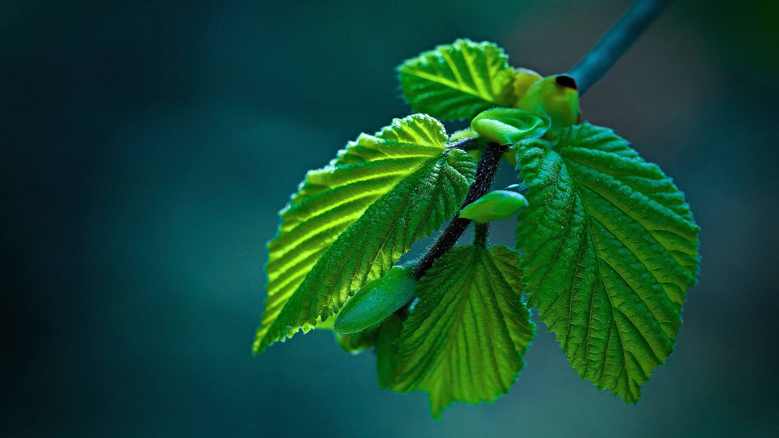 makryi, листва, leaf
