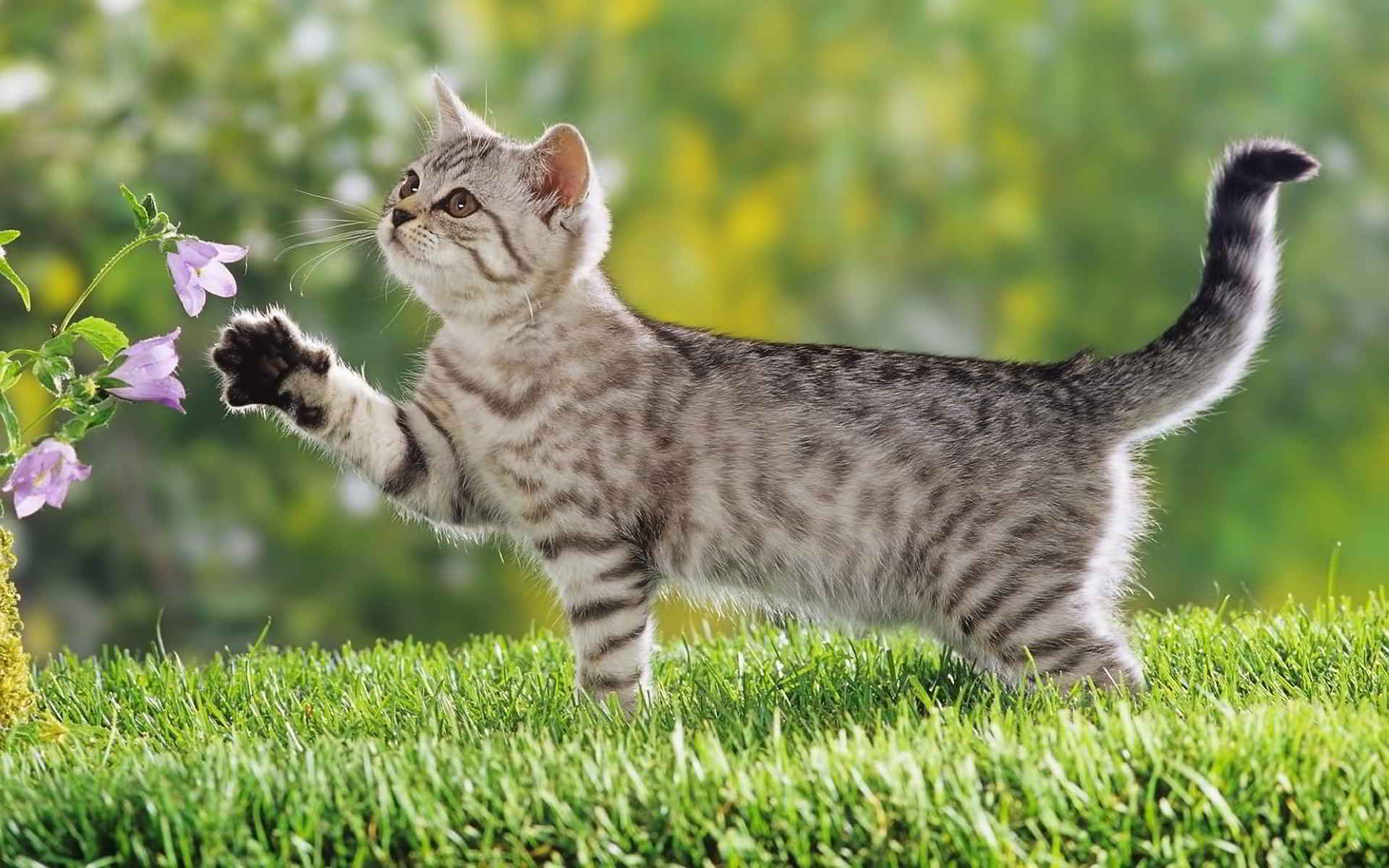 цветы, кошки, игры