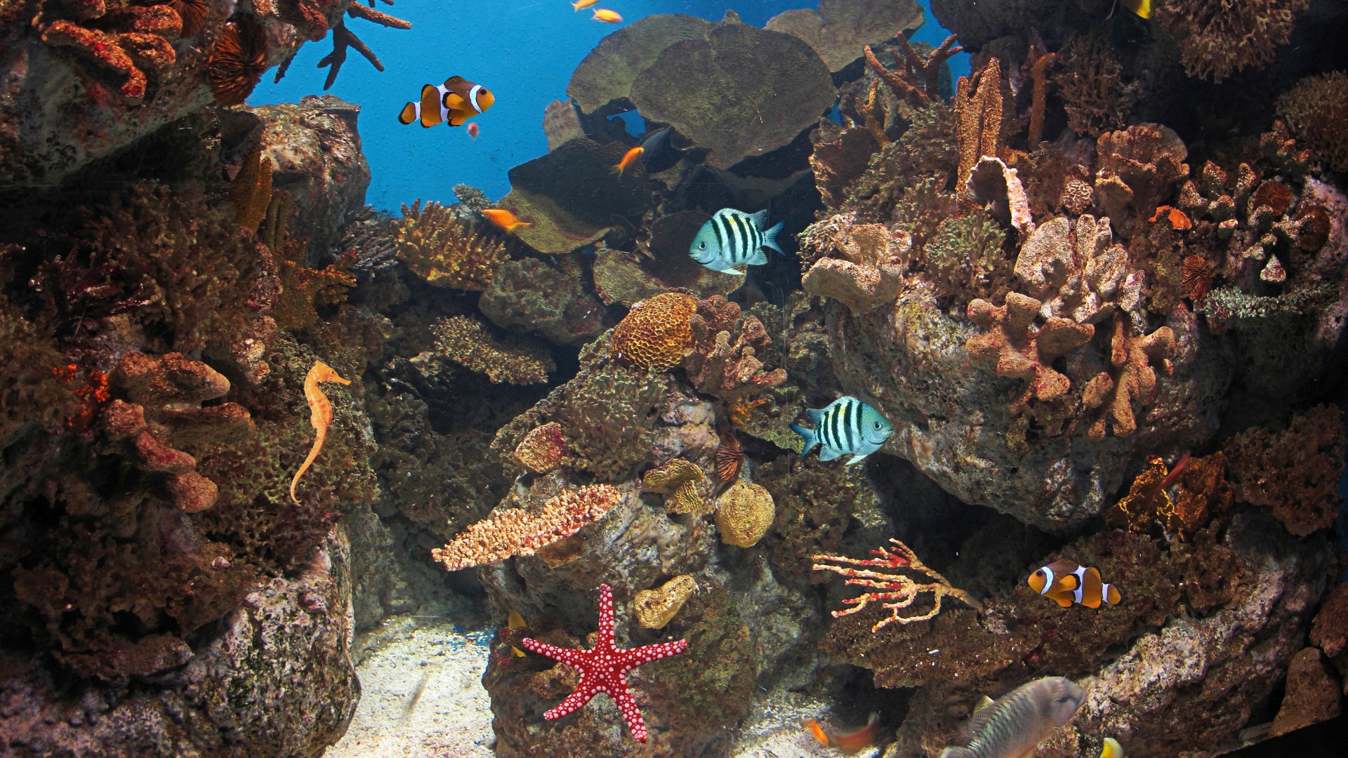 live, fish, ocean