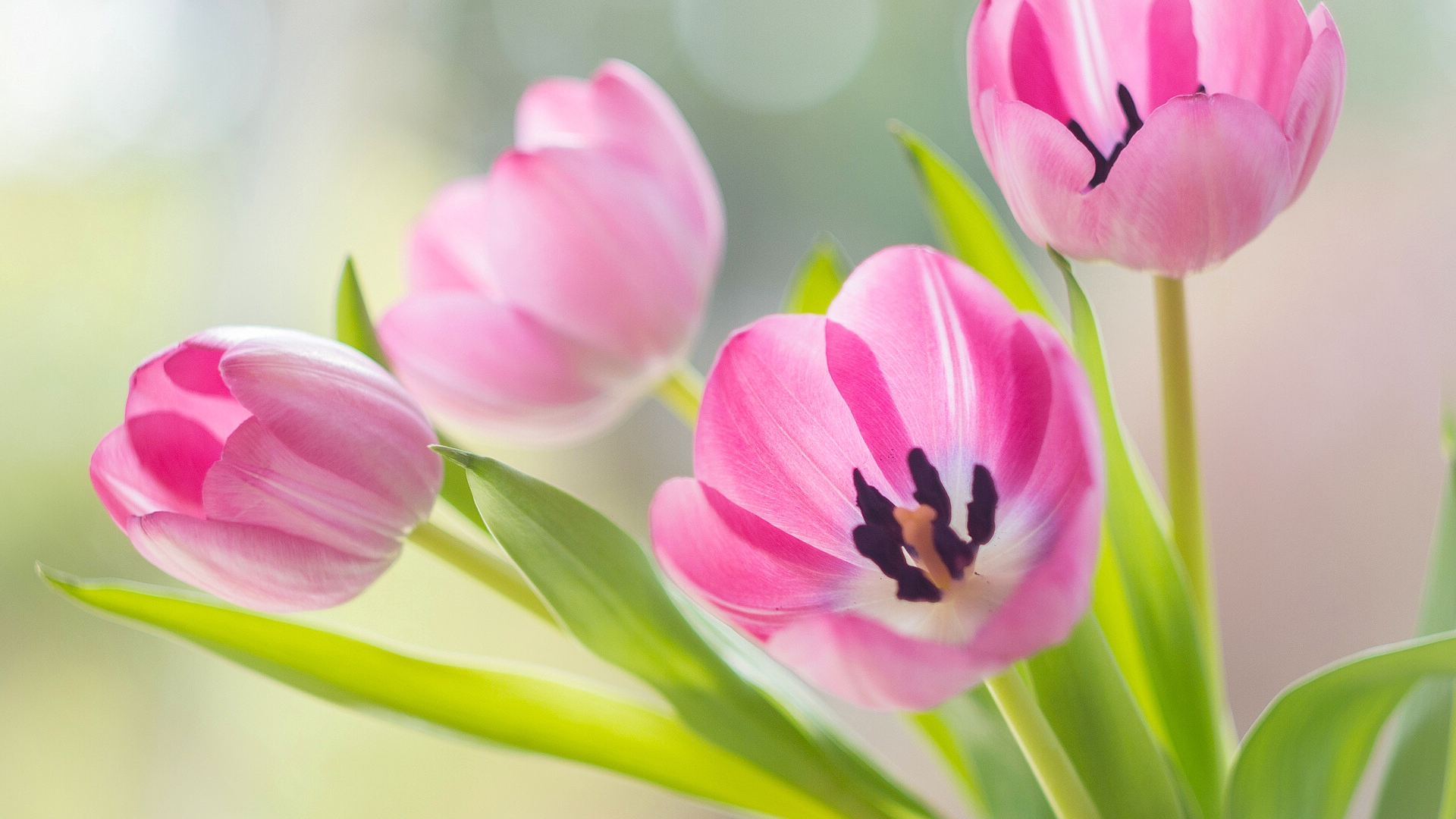 gullar, бутон, тюльпан