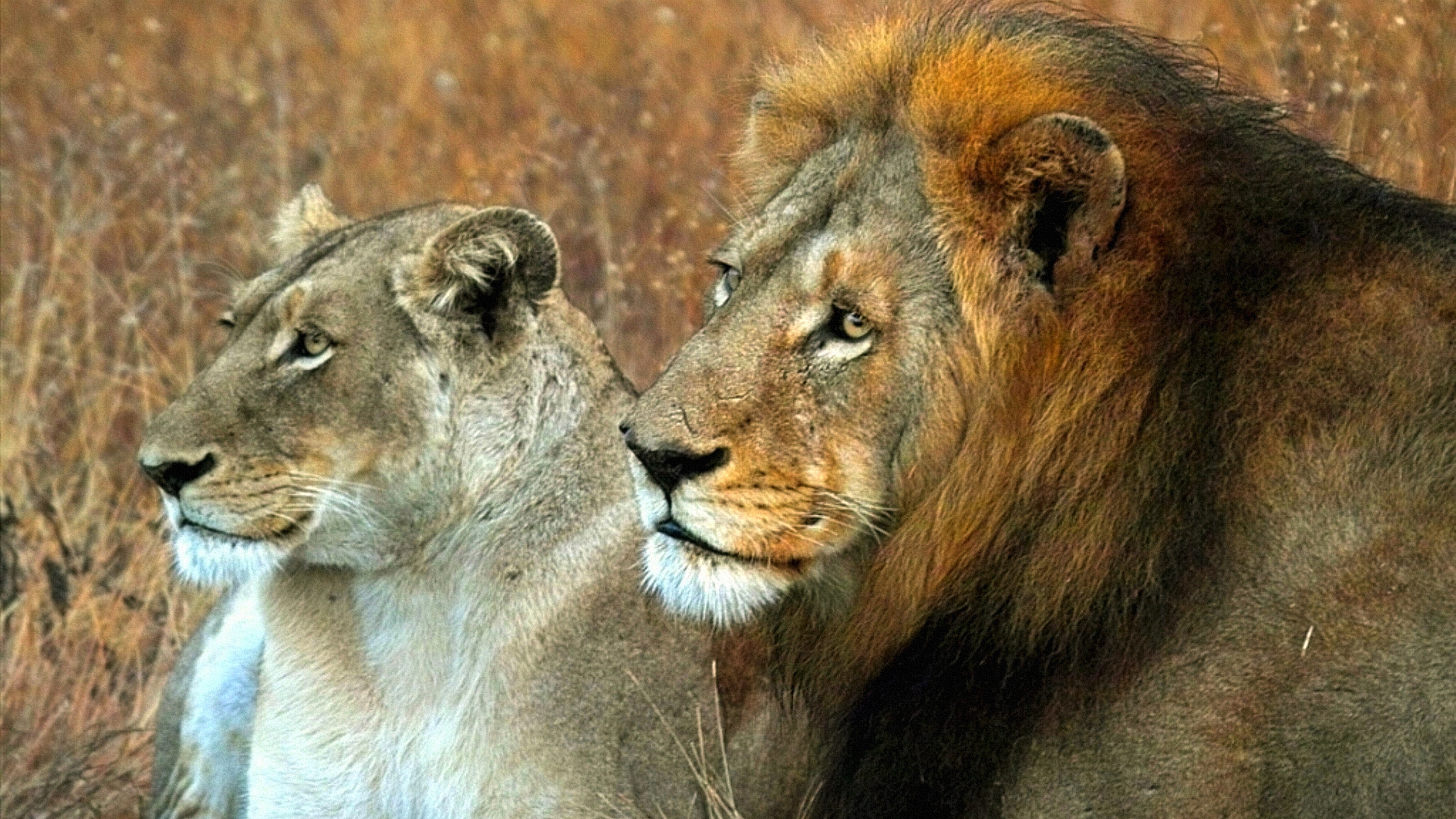 лев, львица, король