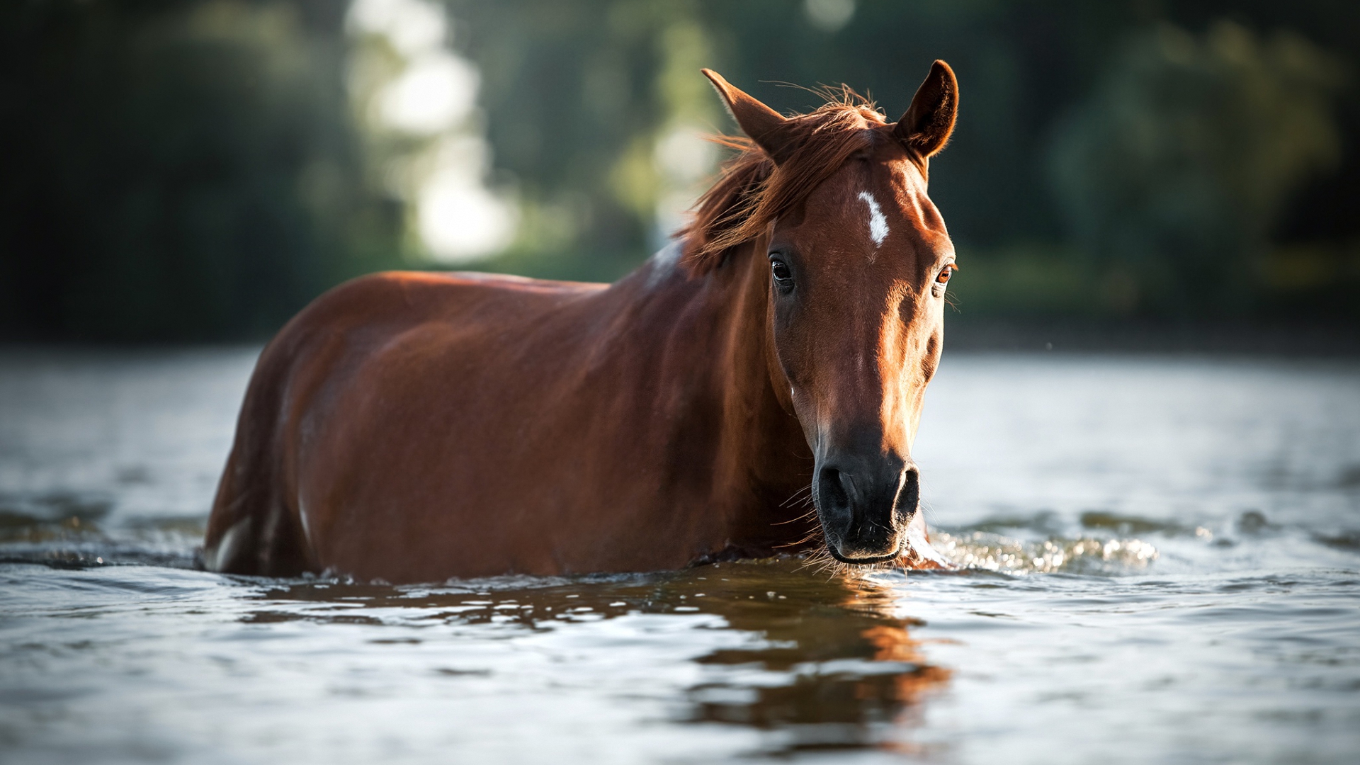 вода, браун