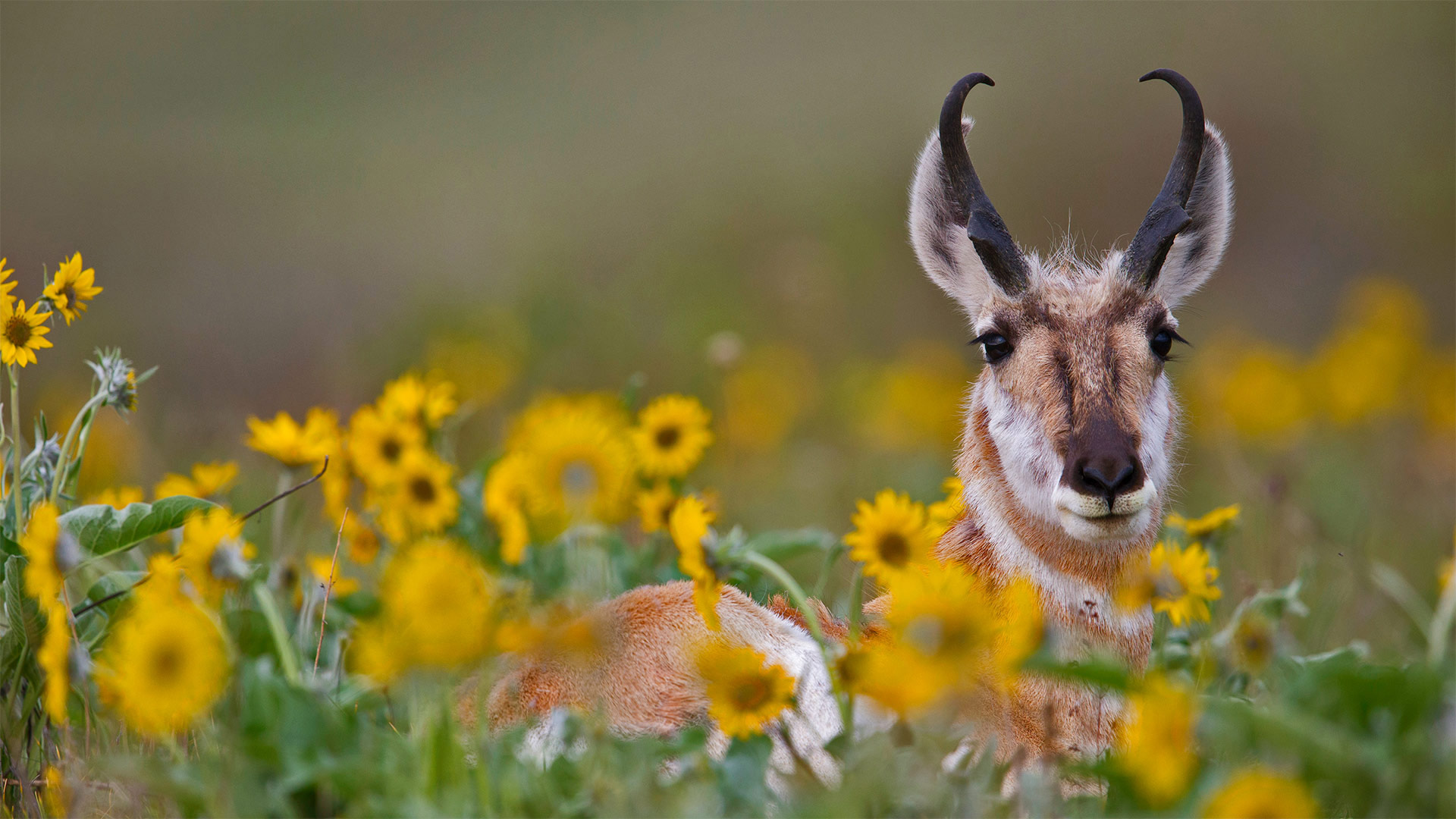 antelope