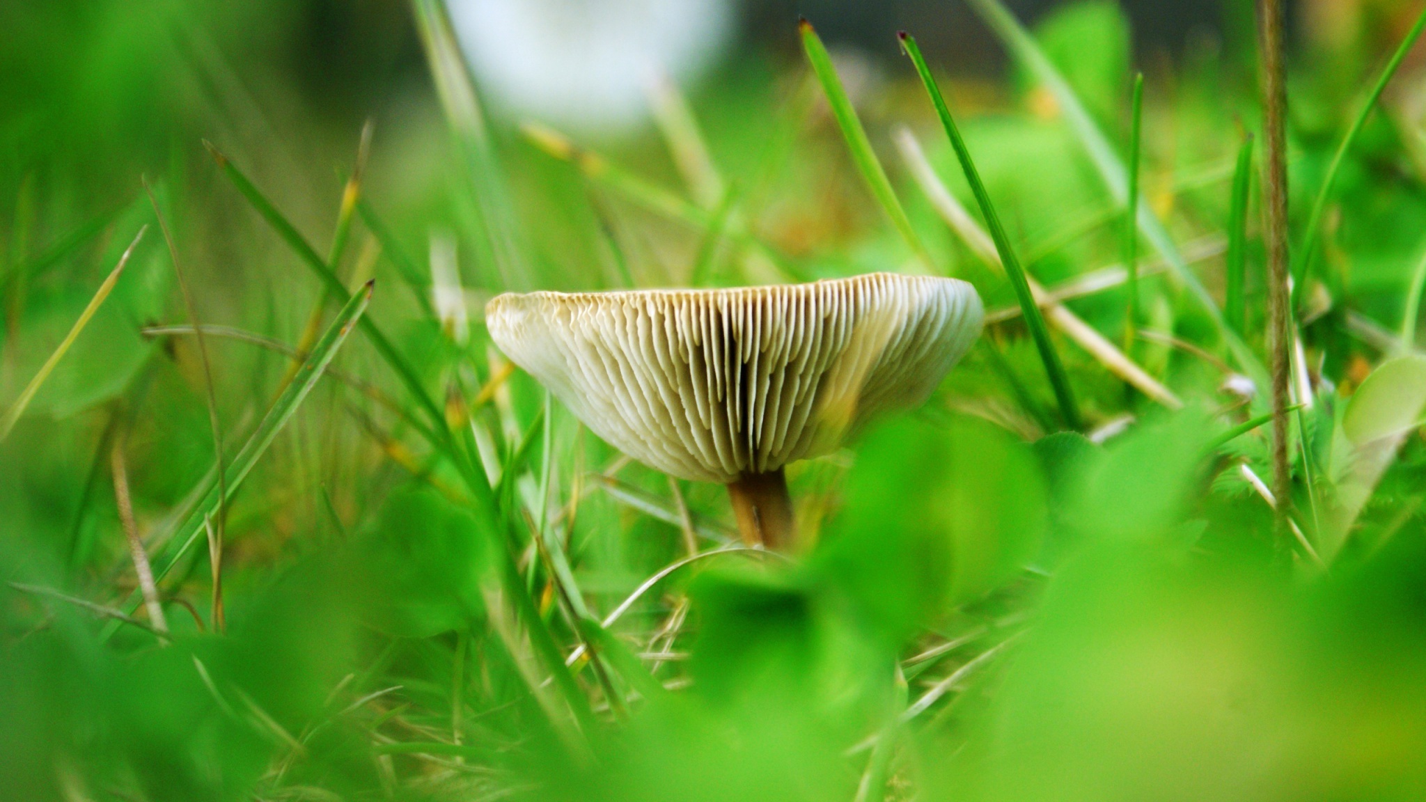 definition, resimleri, desktop