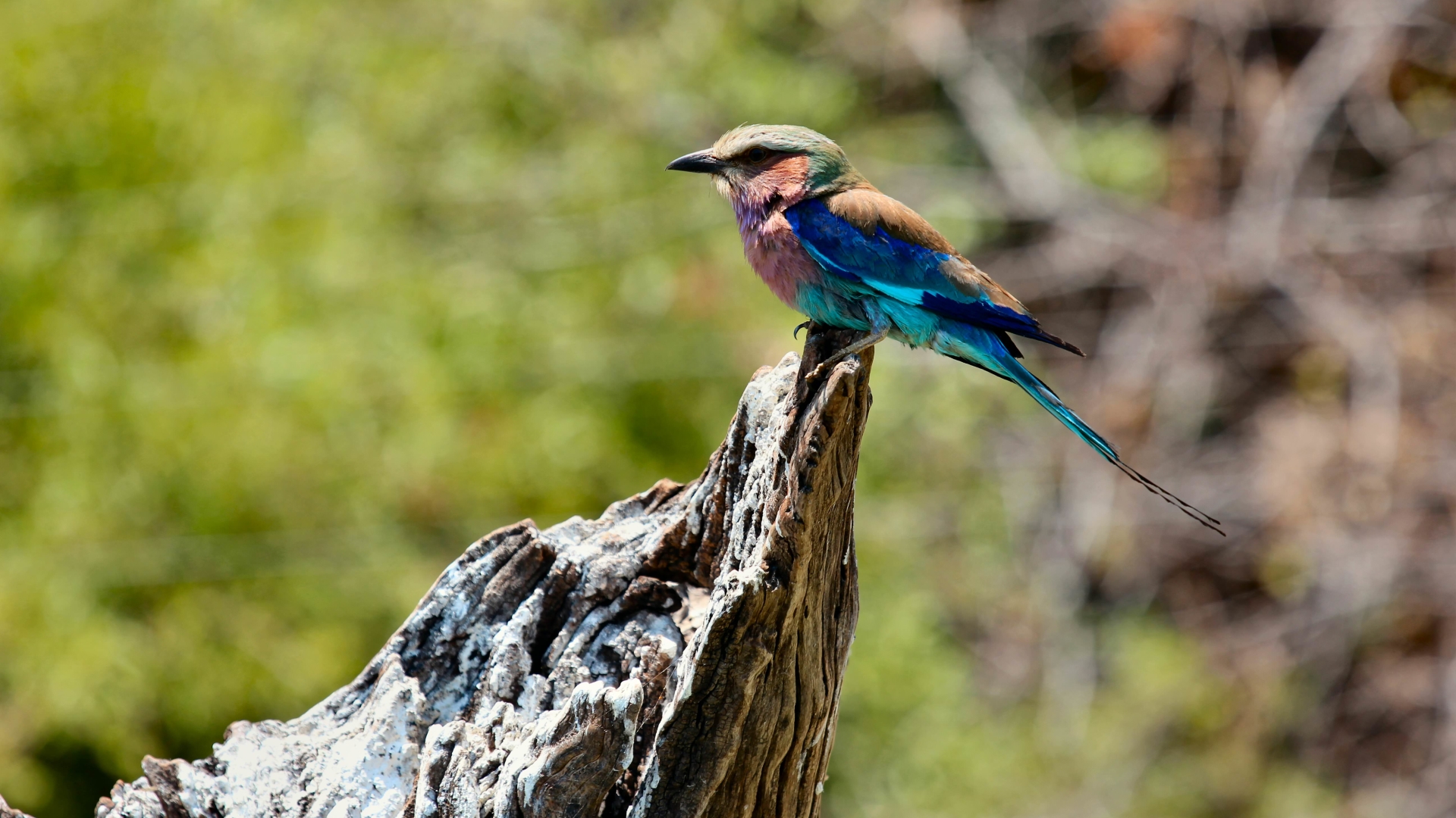 есть птица, которая сидит на пеньке дерева