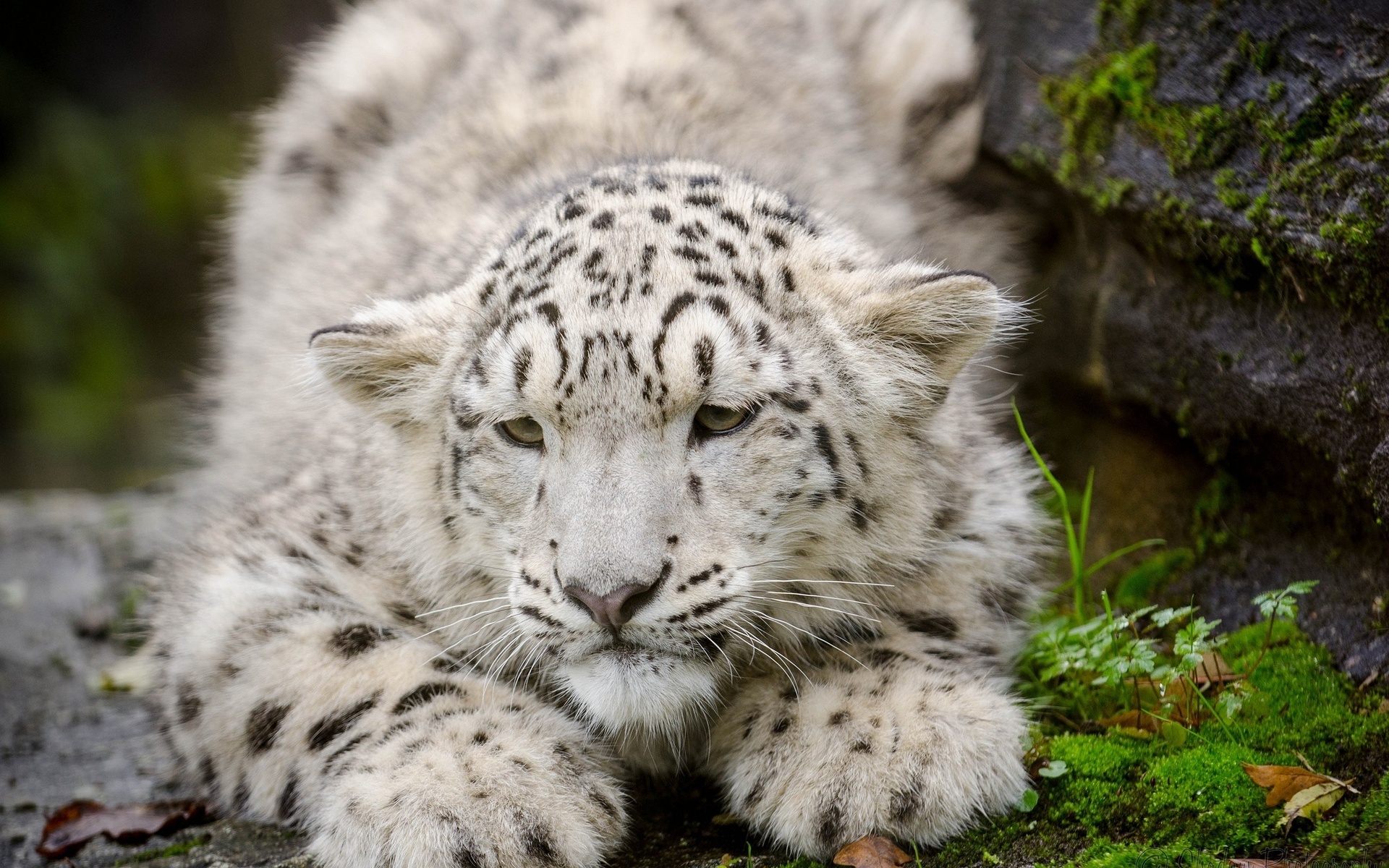 животное природа белый снежный леопард загрузить