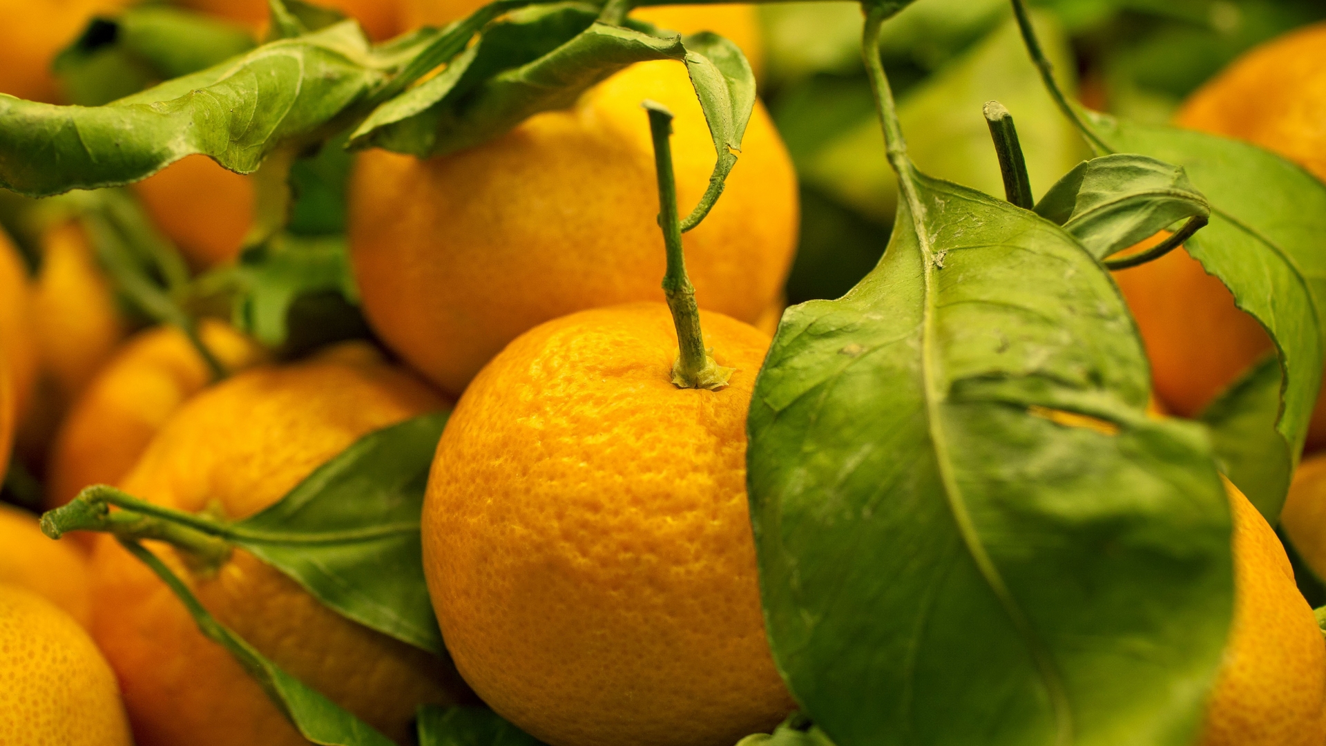 tangerine, плод