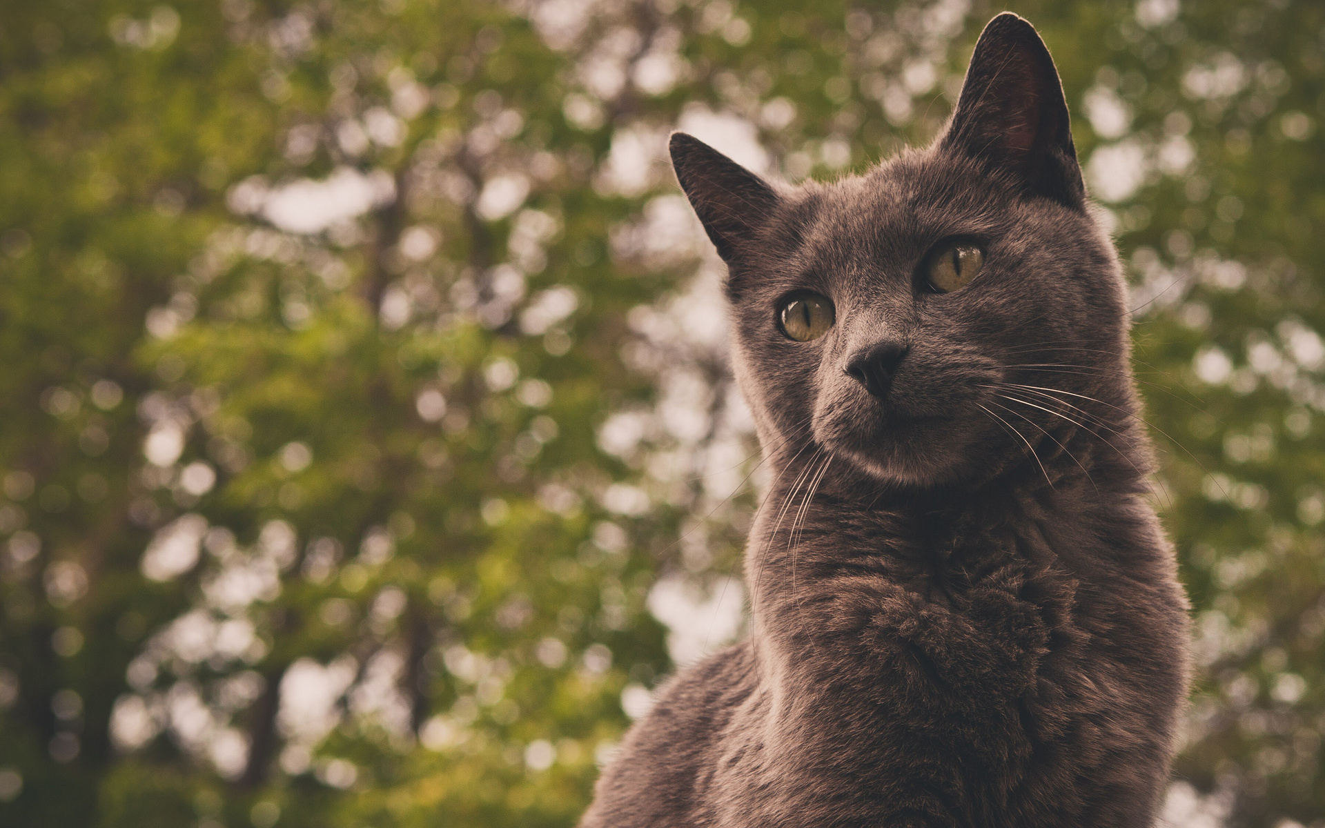 кот, серый, фон