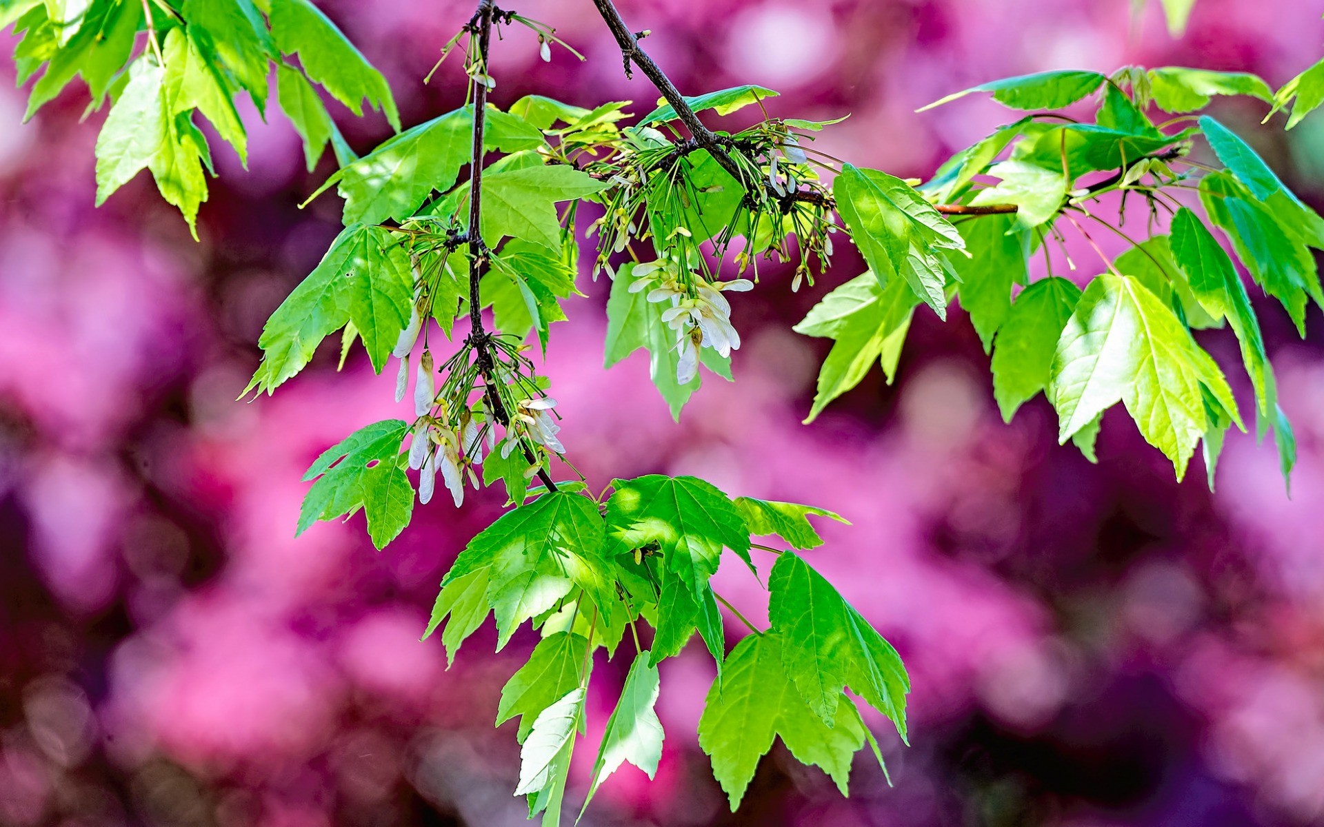 лист, клен, фото