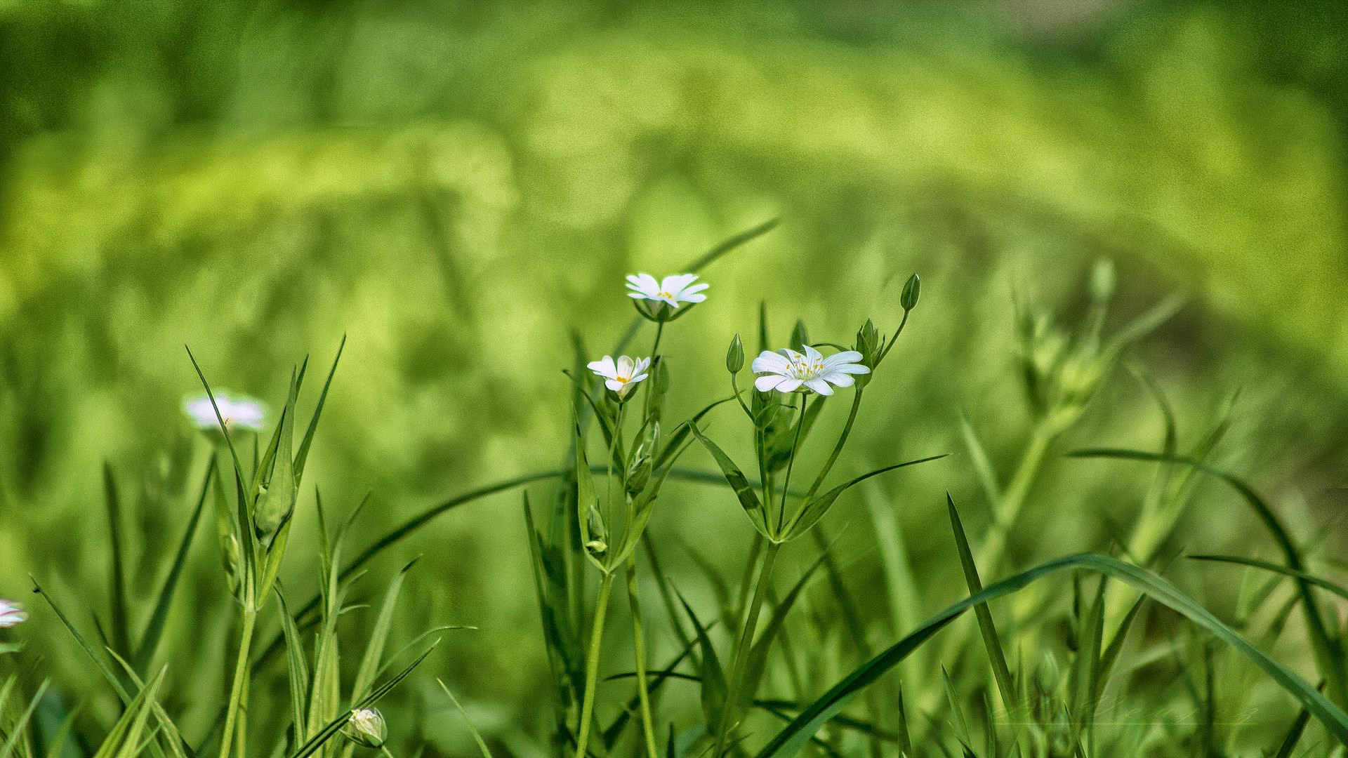 ryegrass, русские, reverso