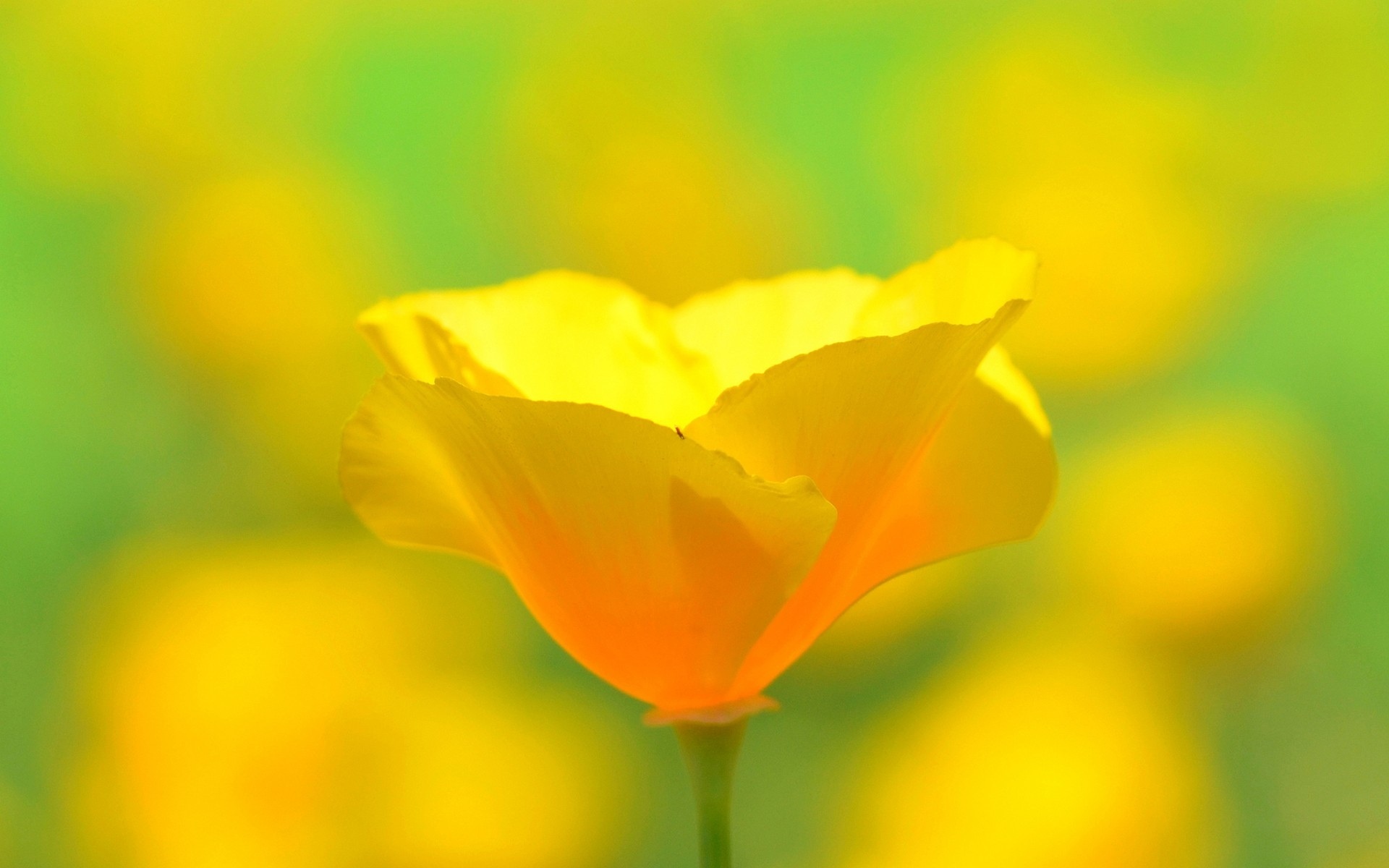 Цветок желтый природа крупный план без смс