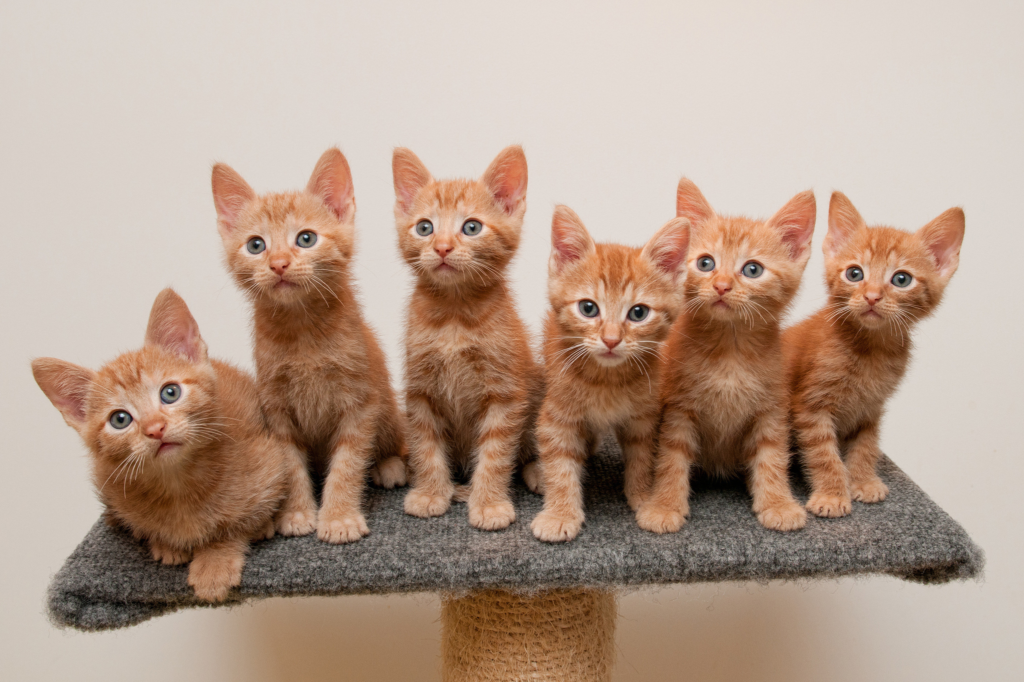 котята, рыжие, кошки