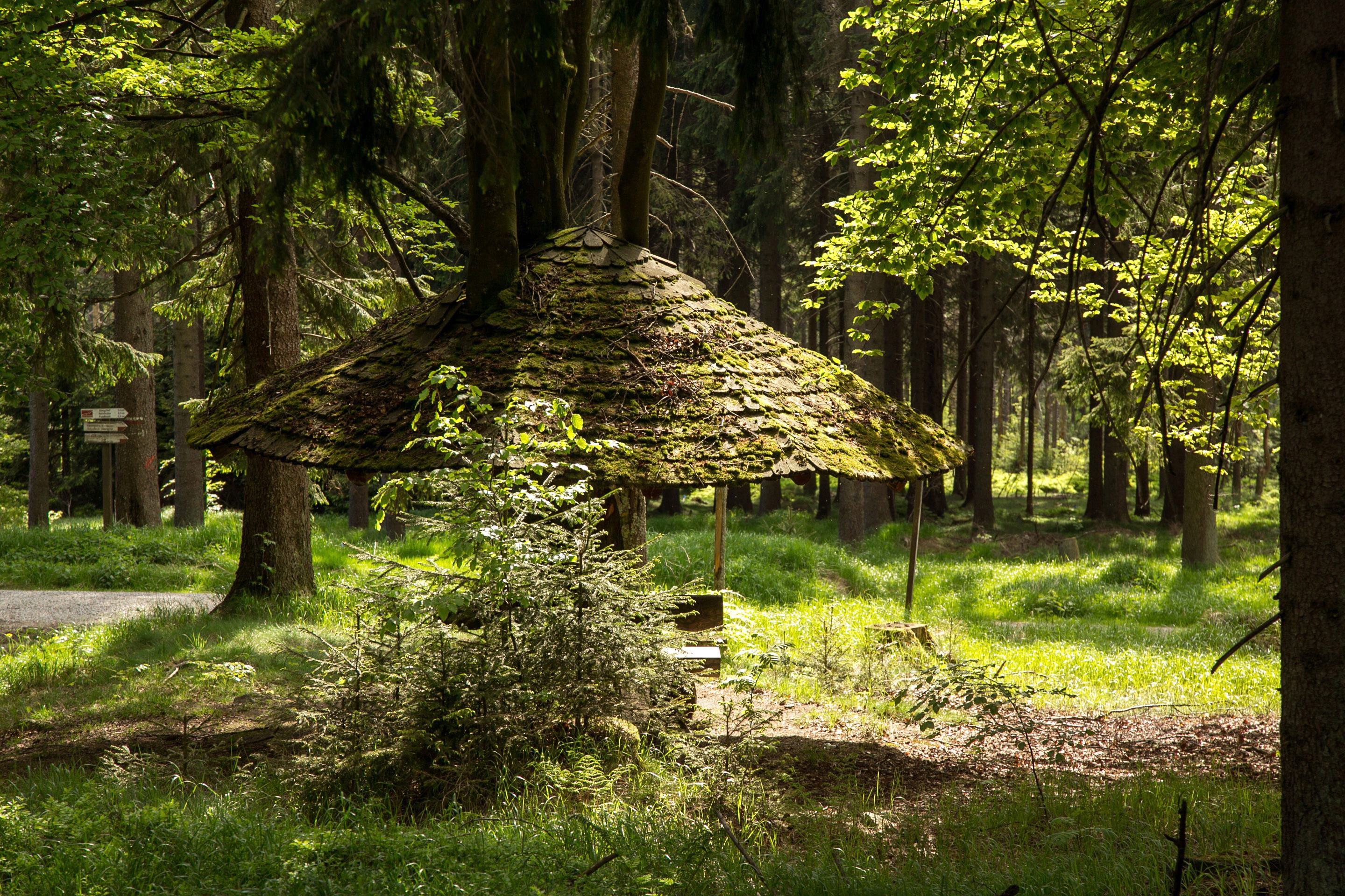 fore, германия, тропинка