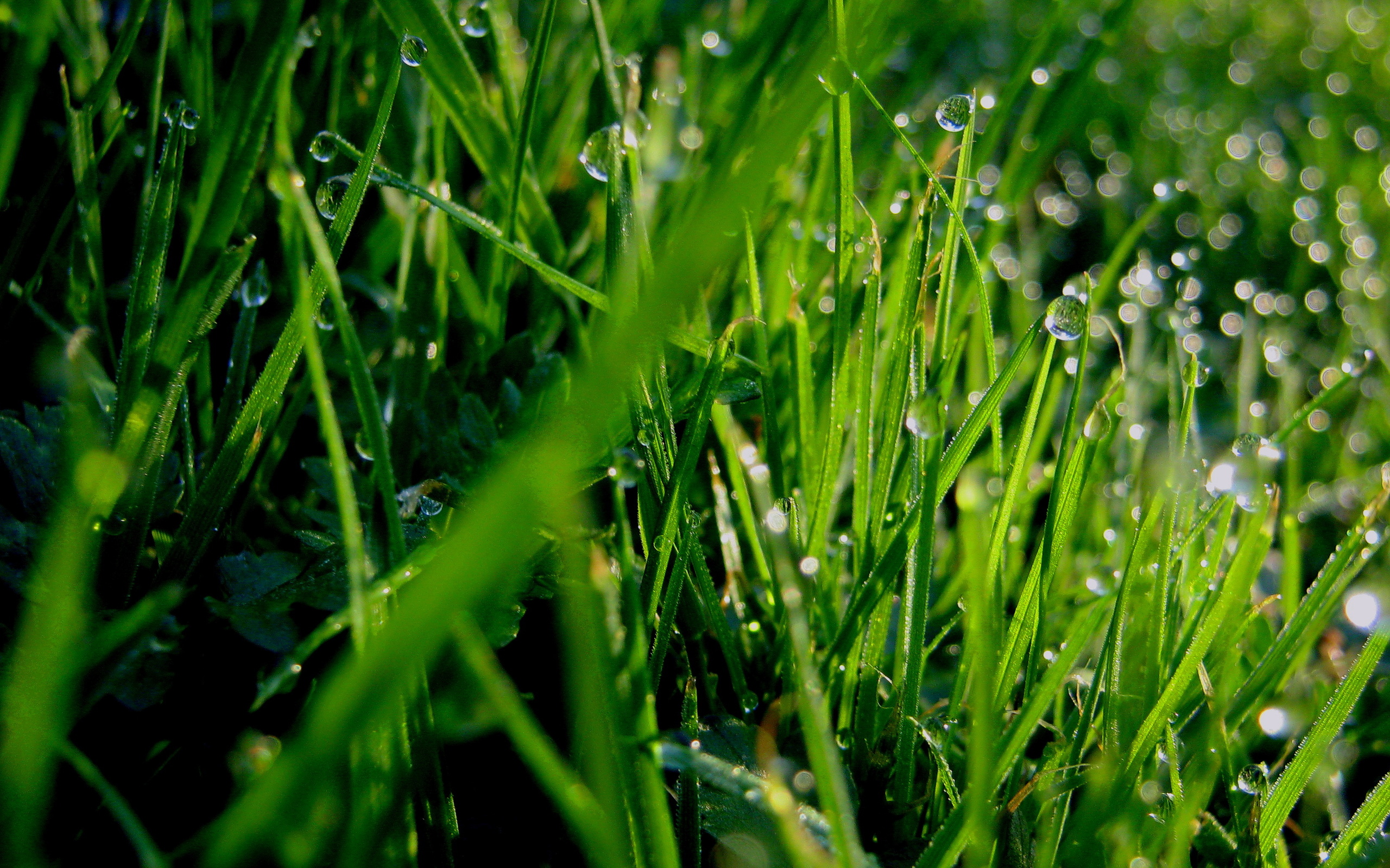 трава роса капли grass Rosa drops скачать