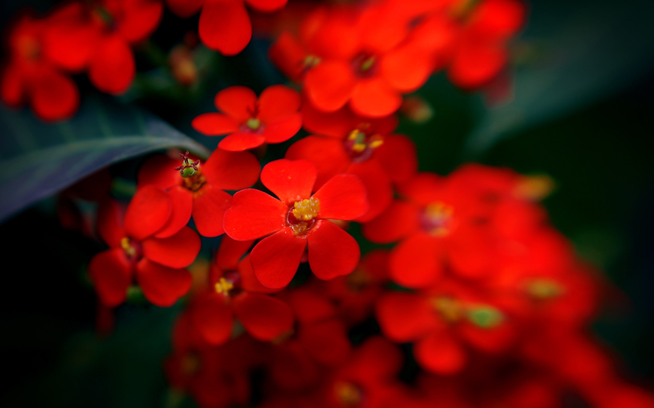 красный цветочек без смс