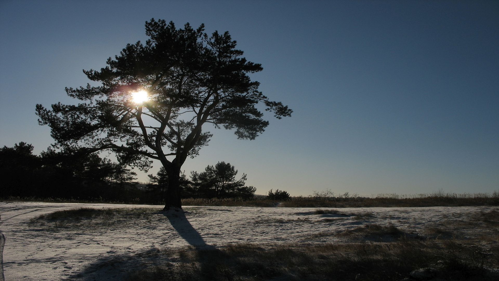 лучи, дерево, солнце