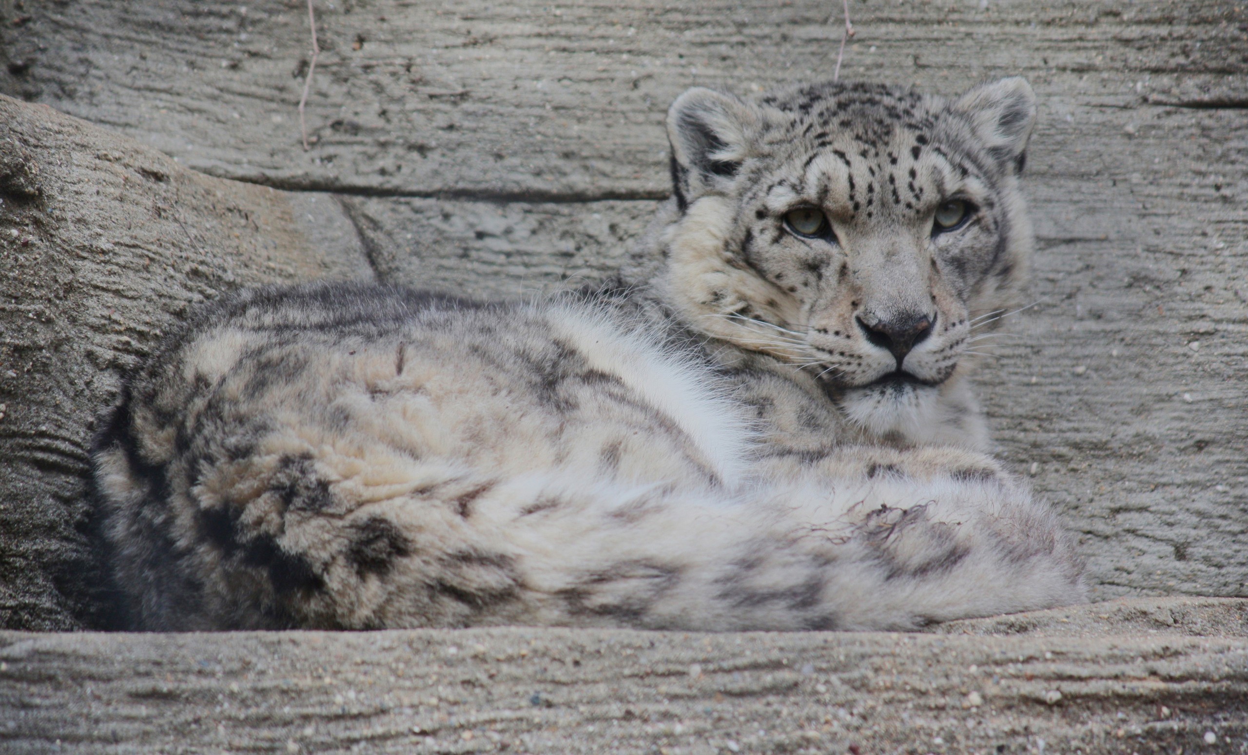 пакистан, виды, ли