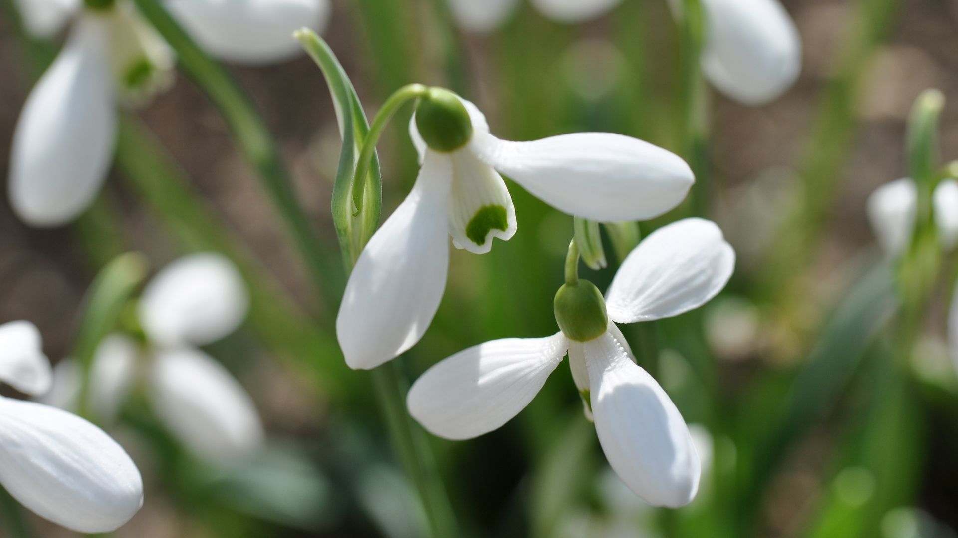 подписка, игры