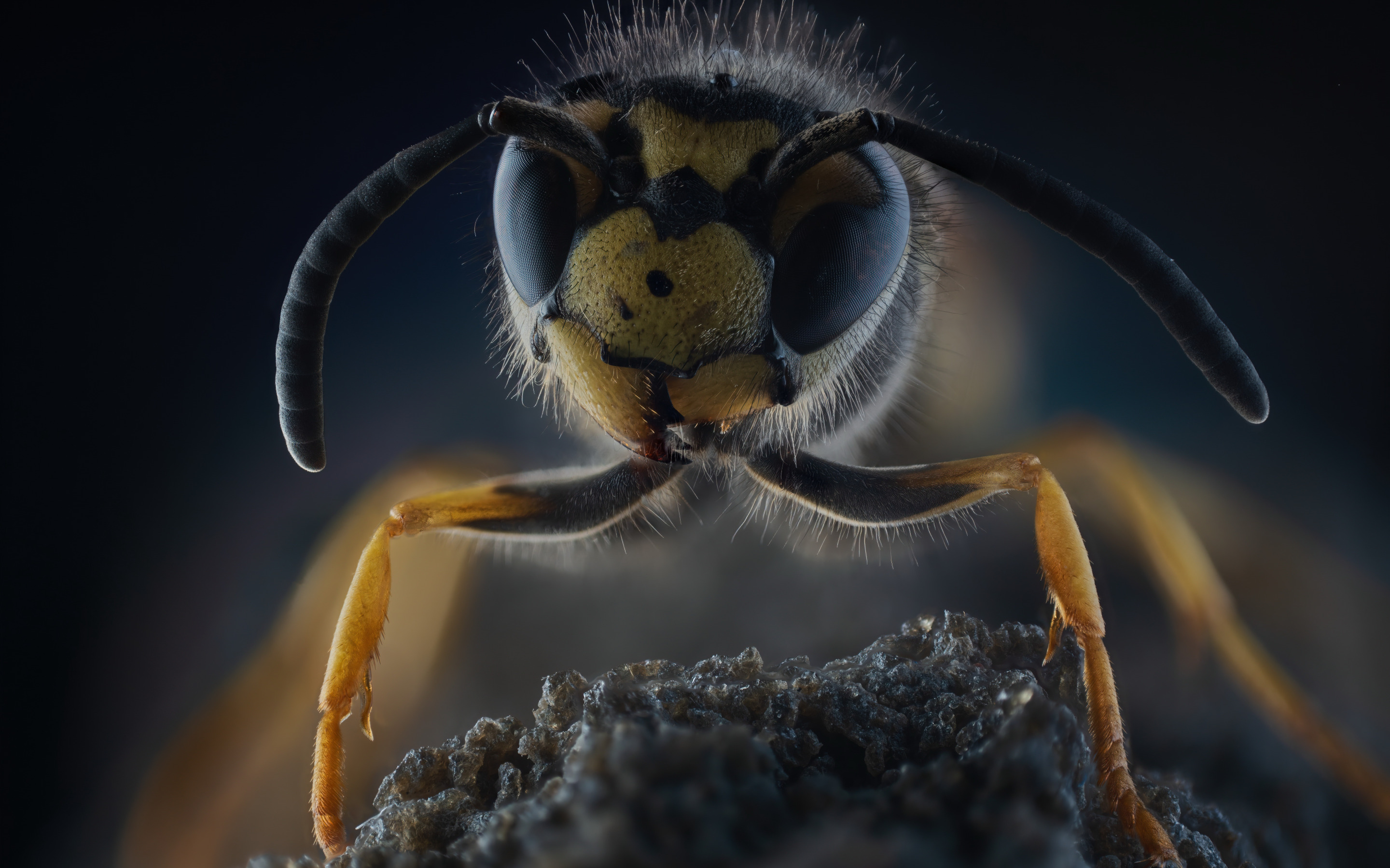 wasp, makryi