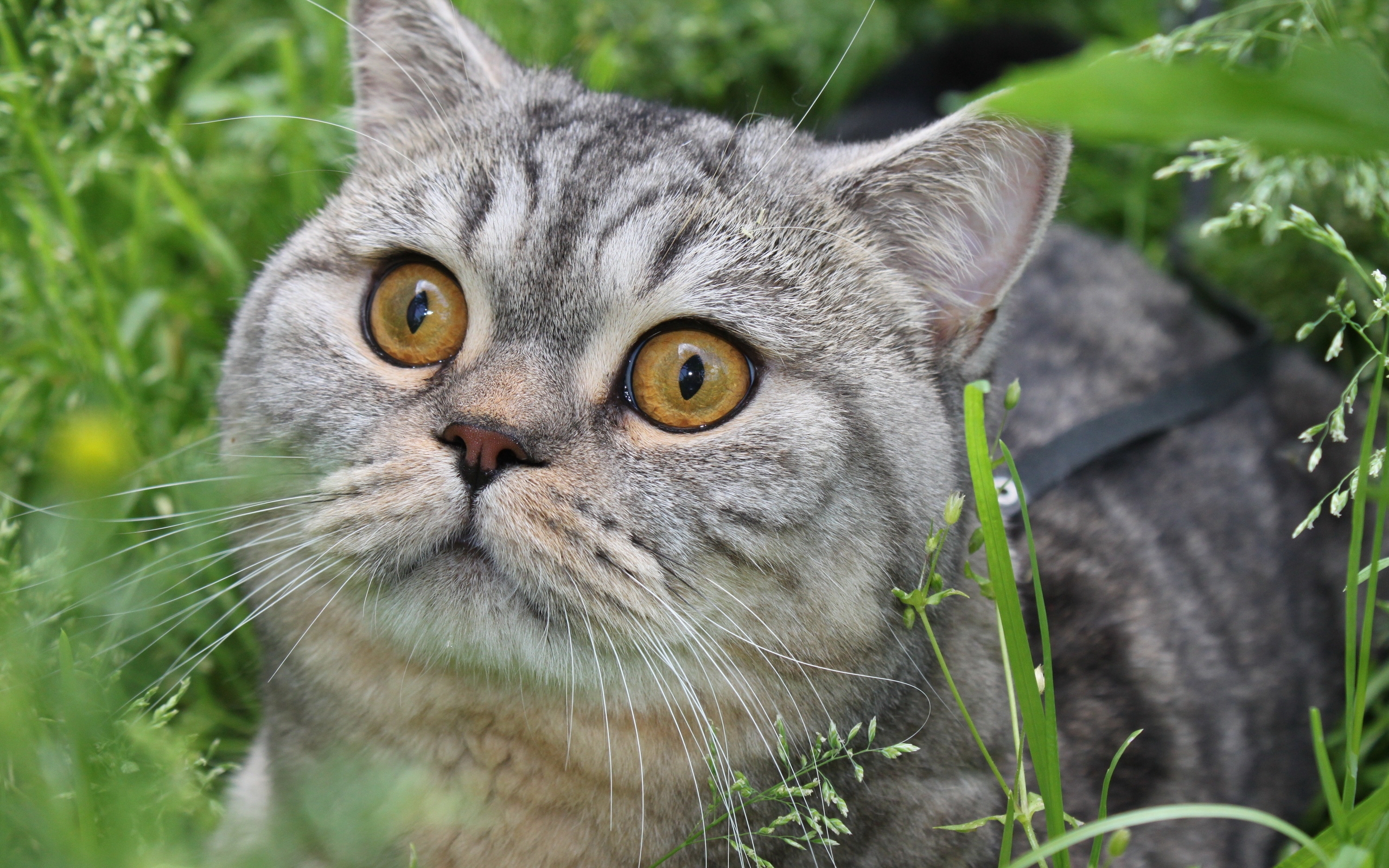 Кот в траве взгляд вверх скачать