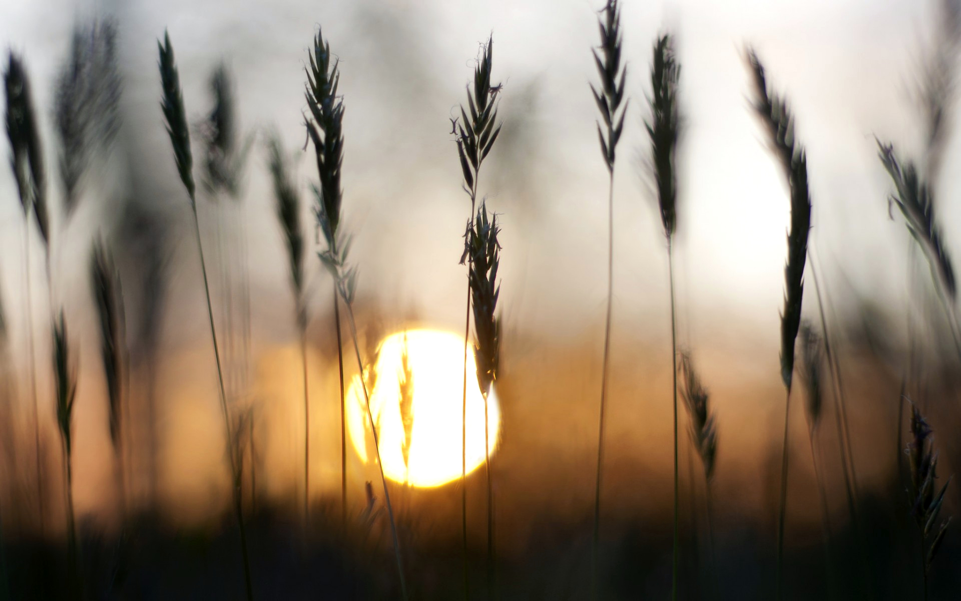 природа, сол, фото