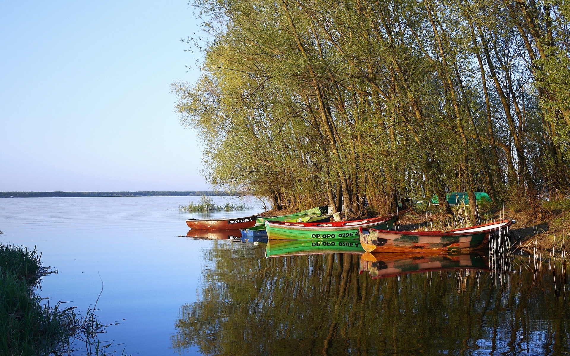 светлые, ленточные