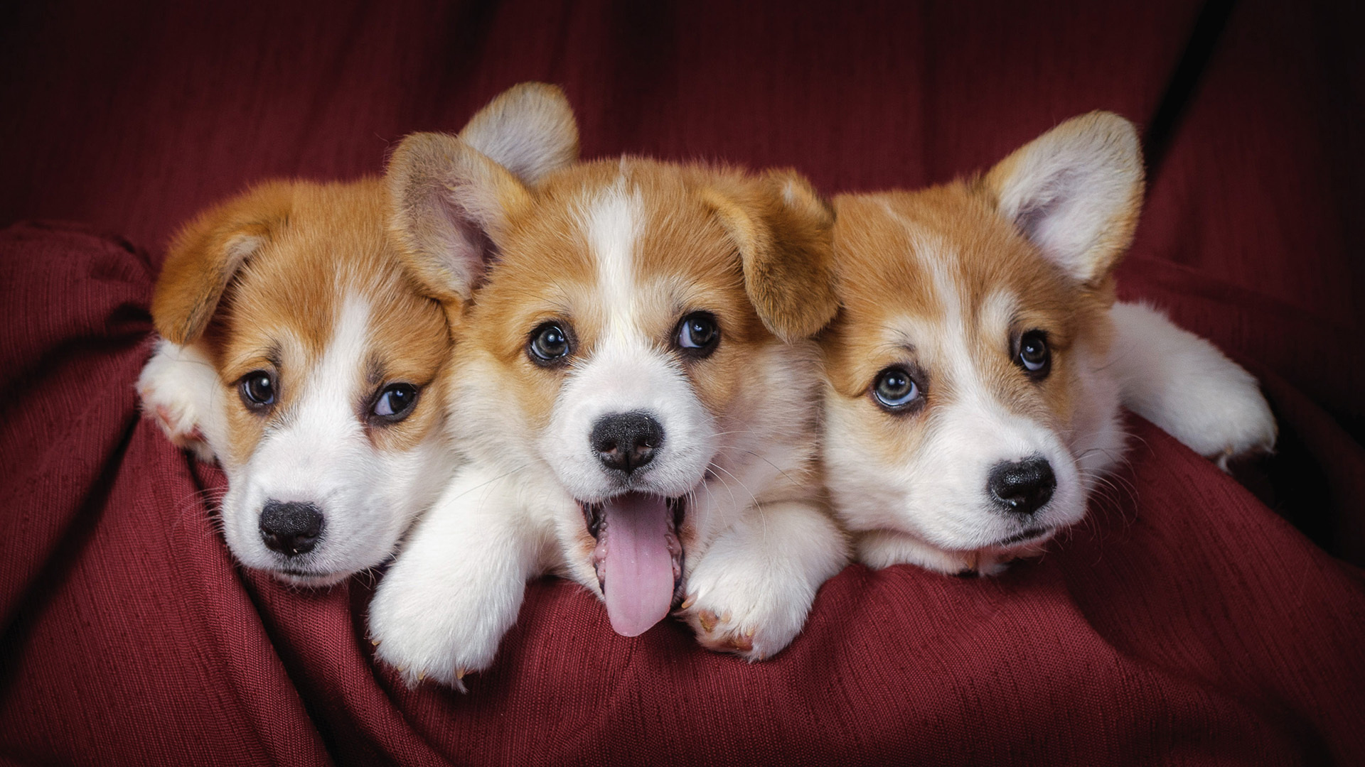 corgi, броский